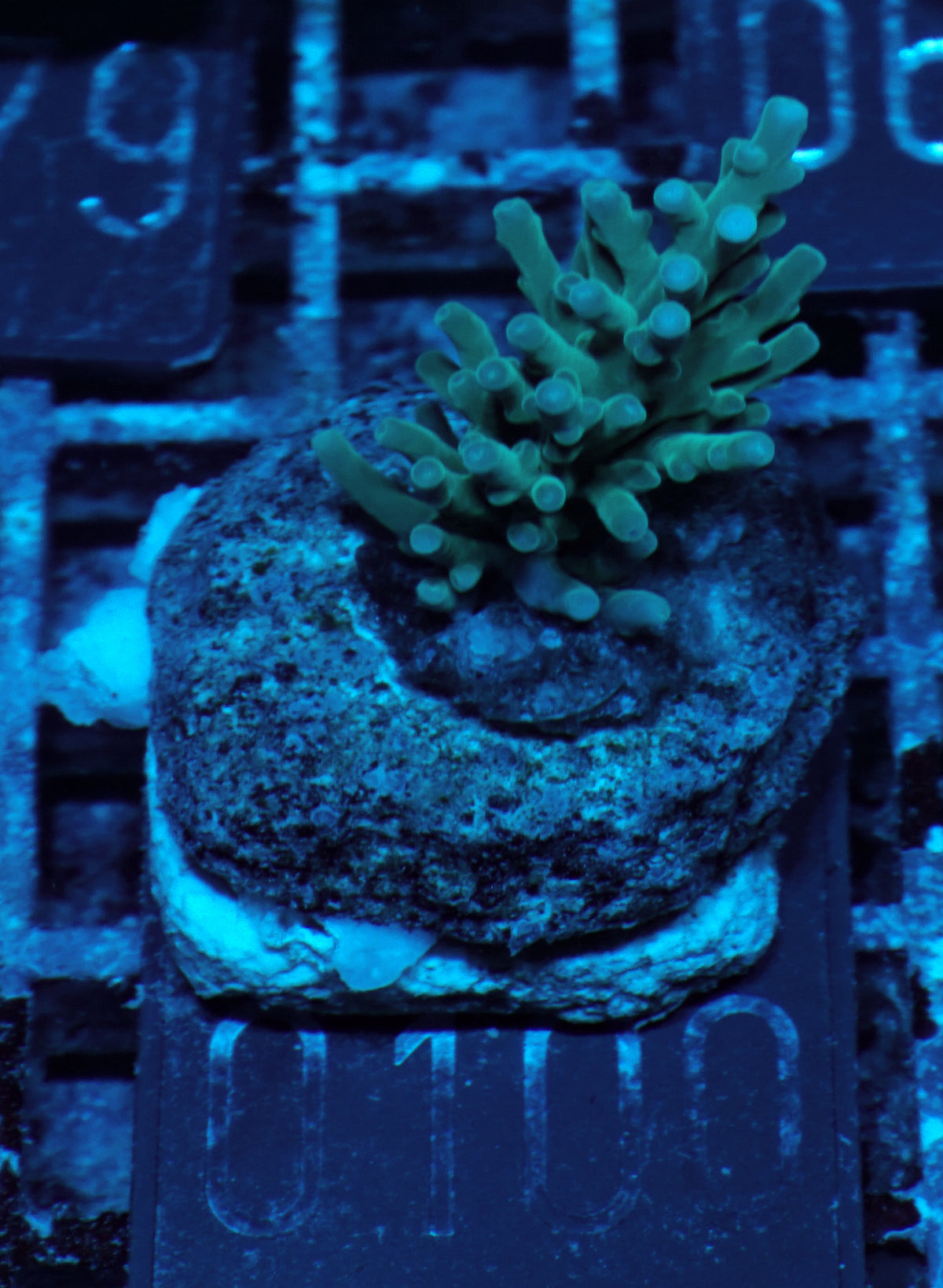 Acropora echinata