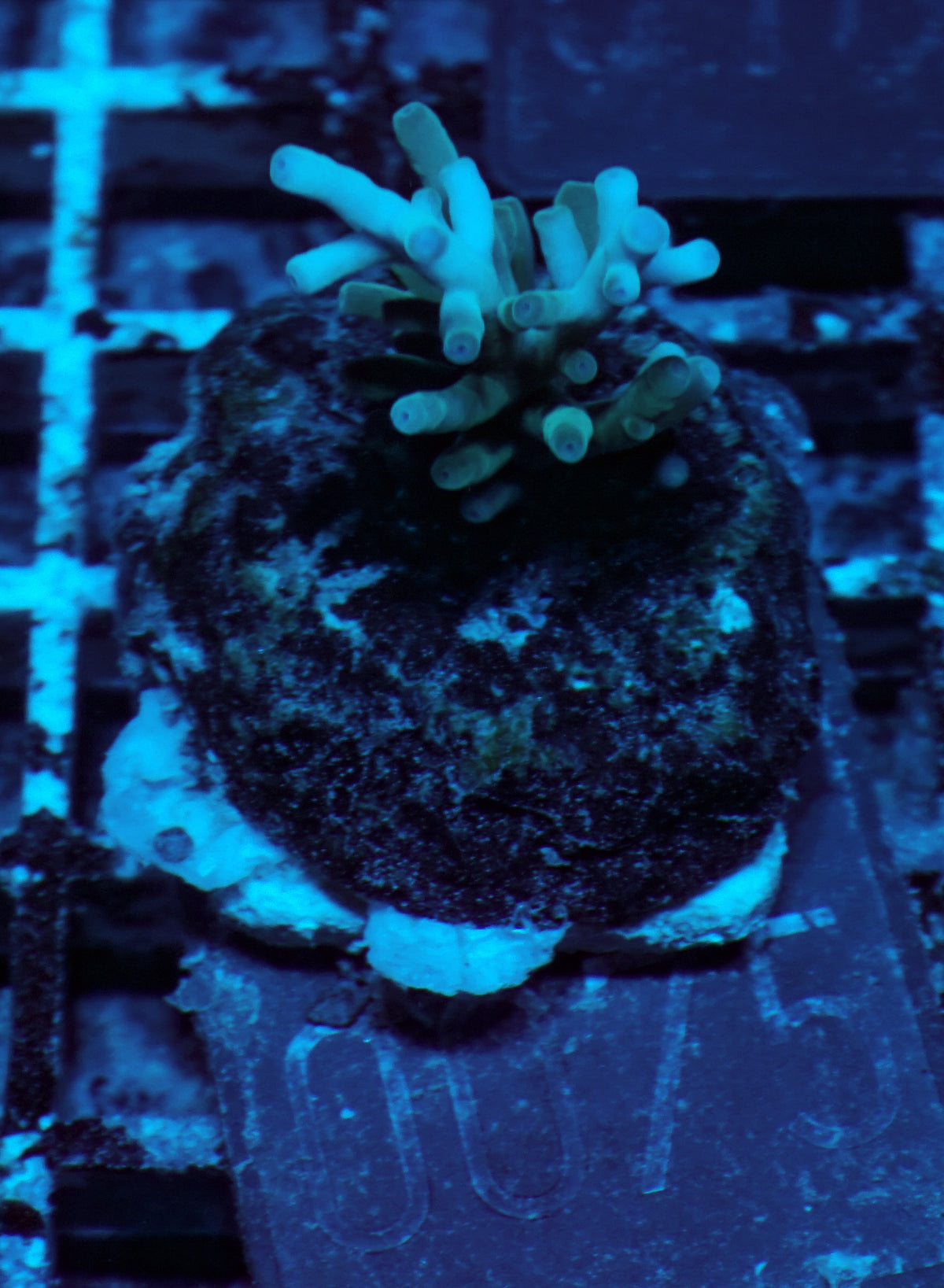 Acropora echinata