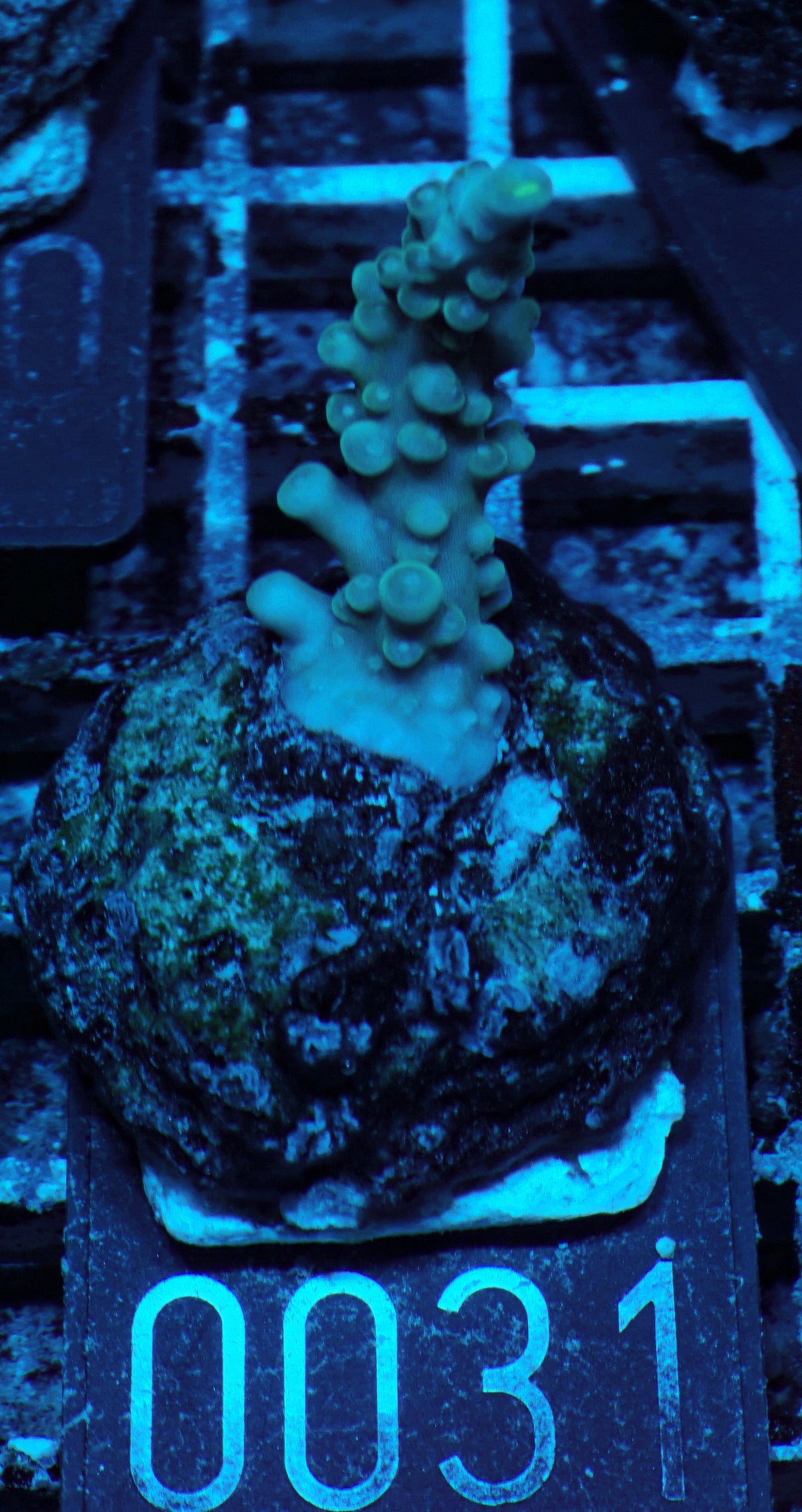 Acropora austera “golden age”