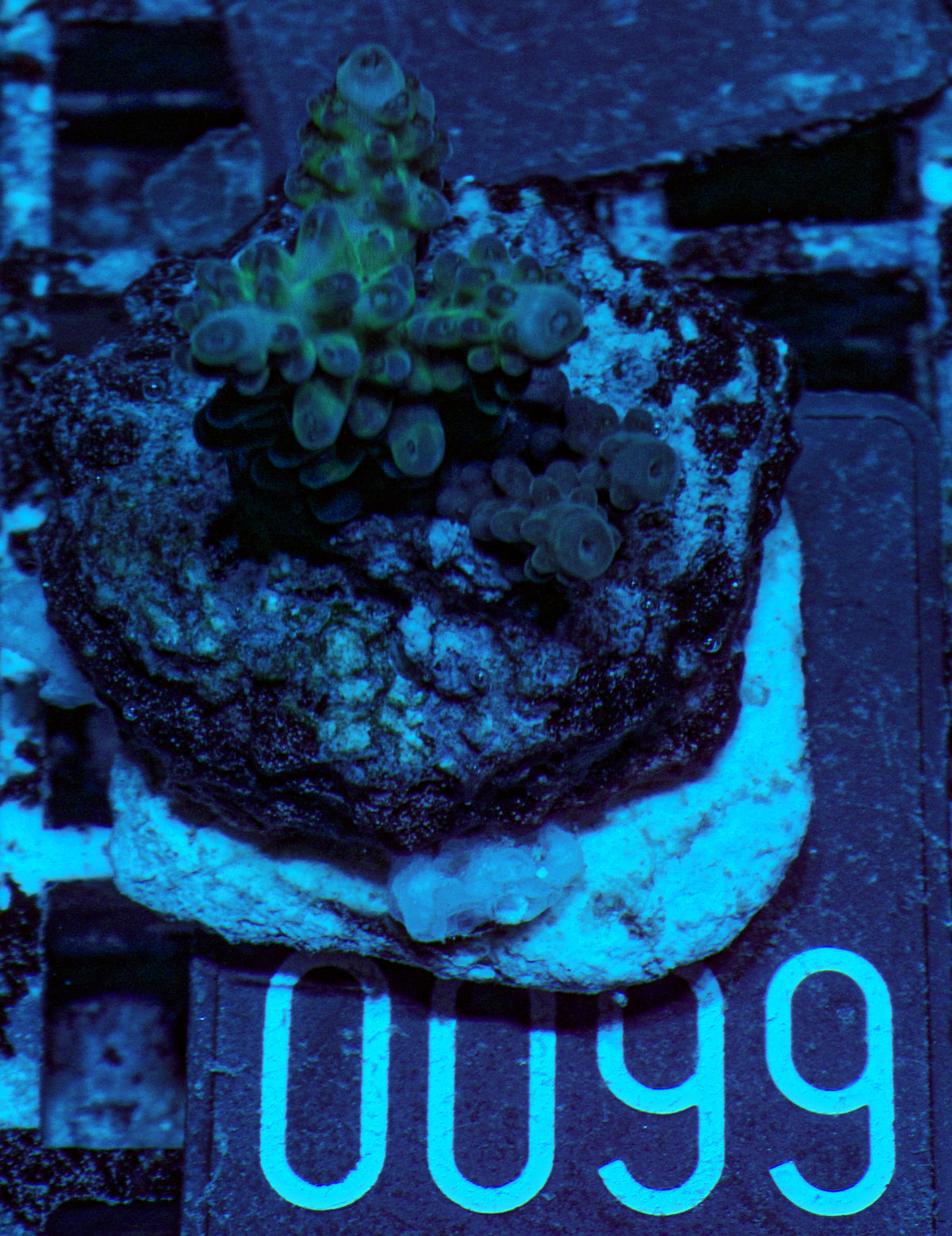 Acropora sp. "Ronnies dream" - rare