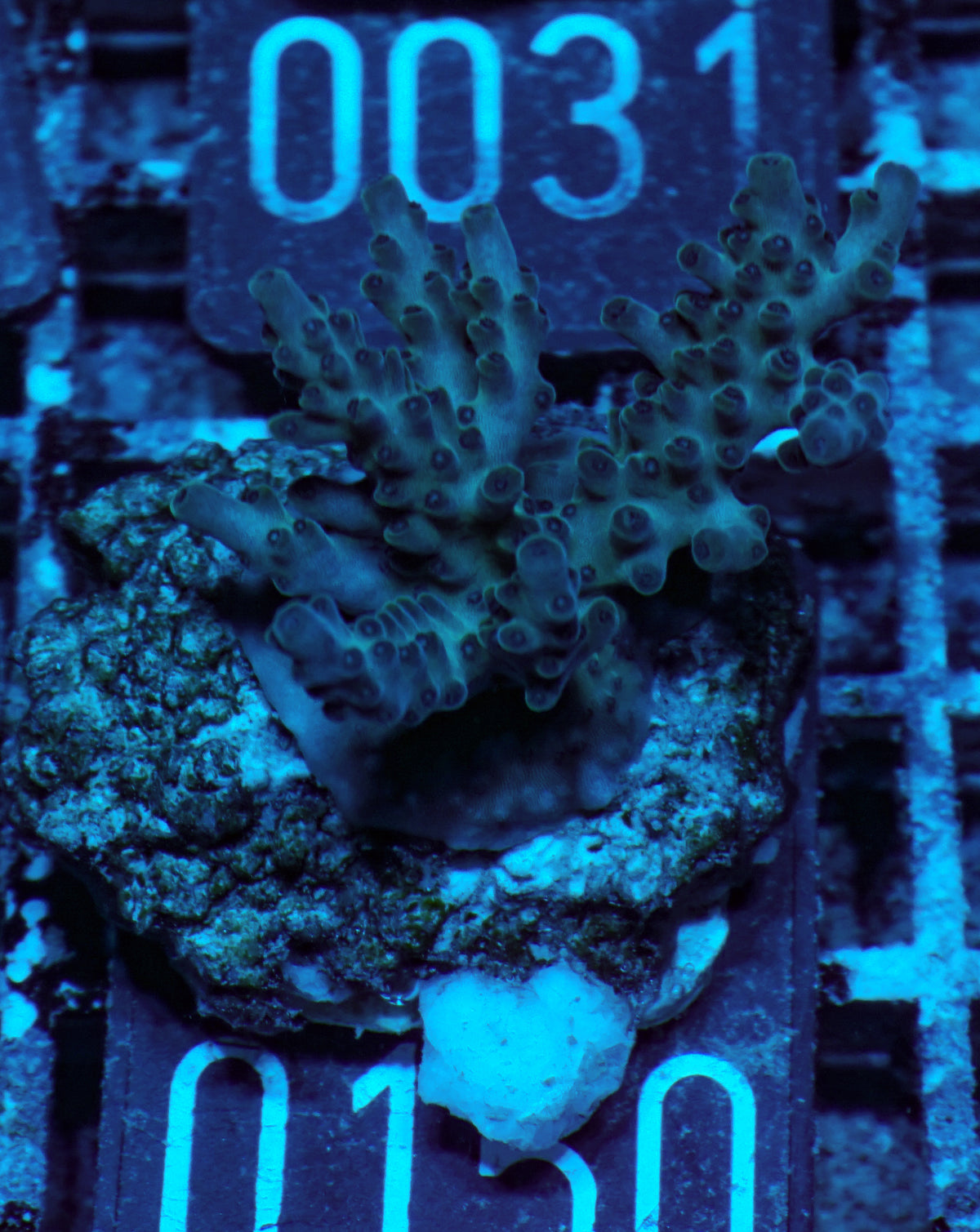 Acropora sp.
