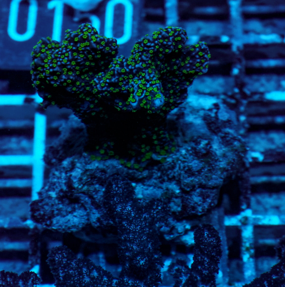 Acropora spathulata „jungle thief“