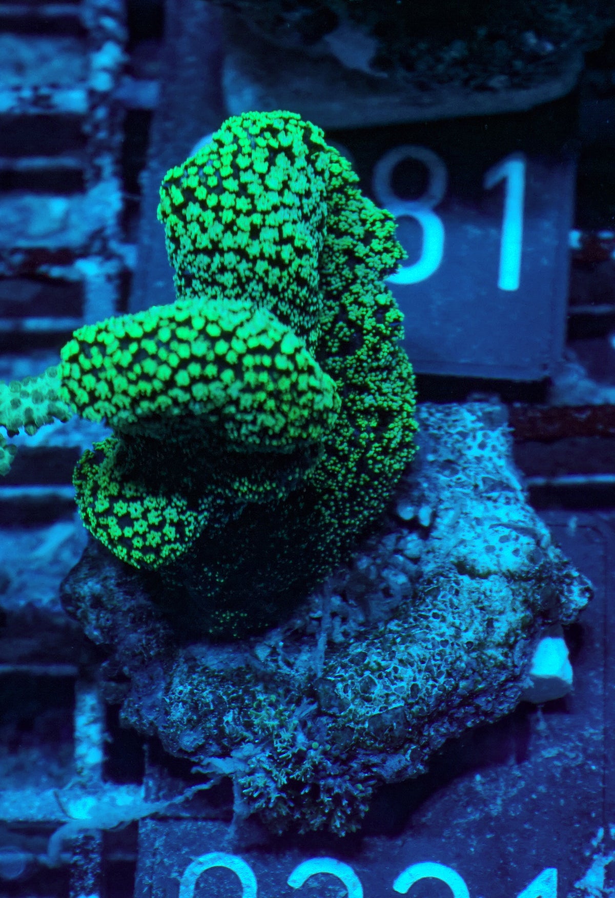 Stylophora pistillata "green"
