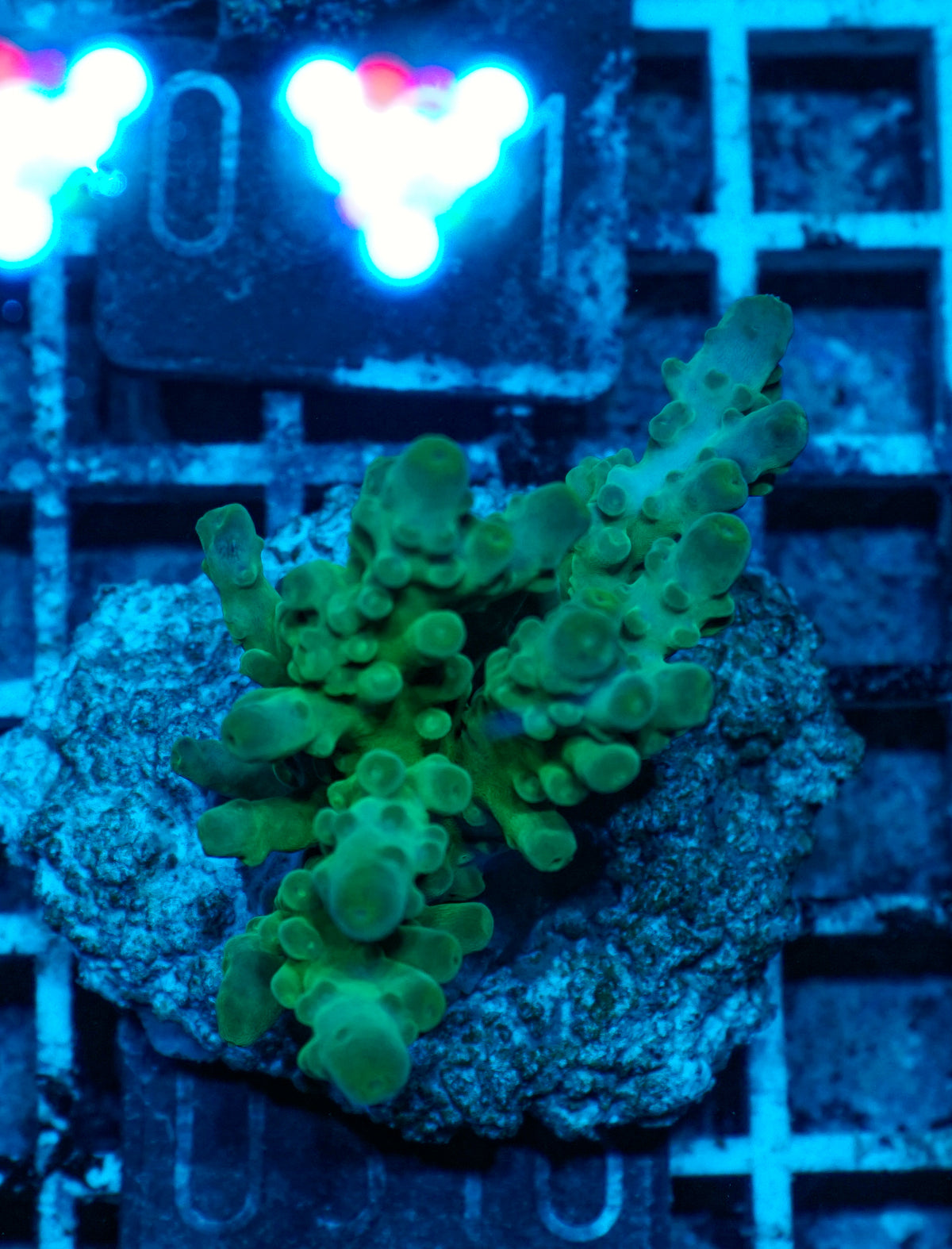 Acropora austera „golden age“