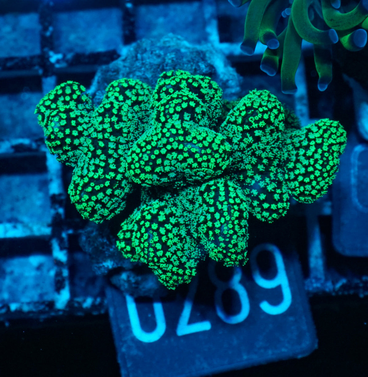 Stylophora pistillata "green"