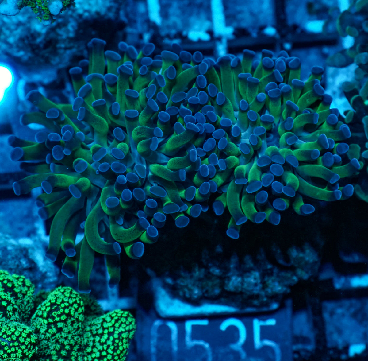 Euphyllia/Fimbriaphyllia paraancora