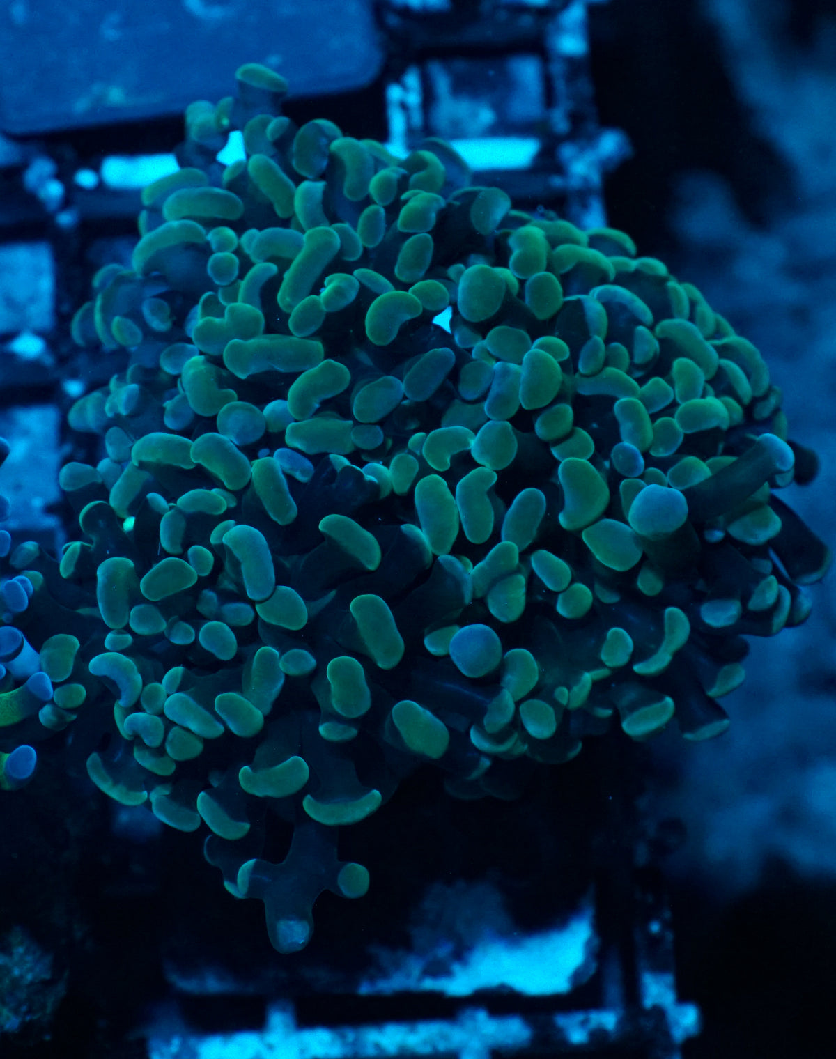 Euphyllia/Fimbriaphyllia paraancora "indo nugget"
