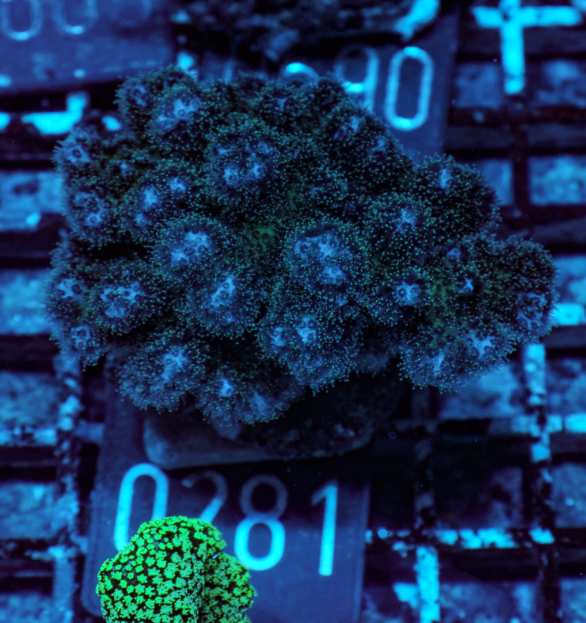 Pocillopora damicornis "tricolor"