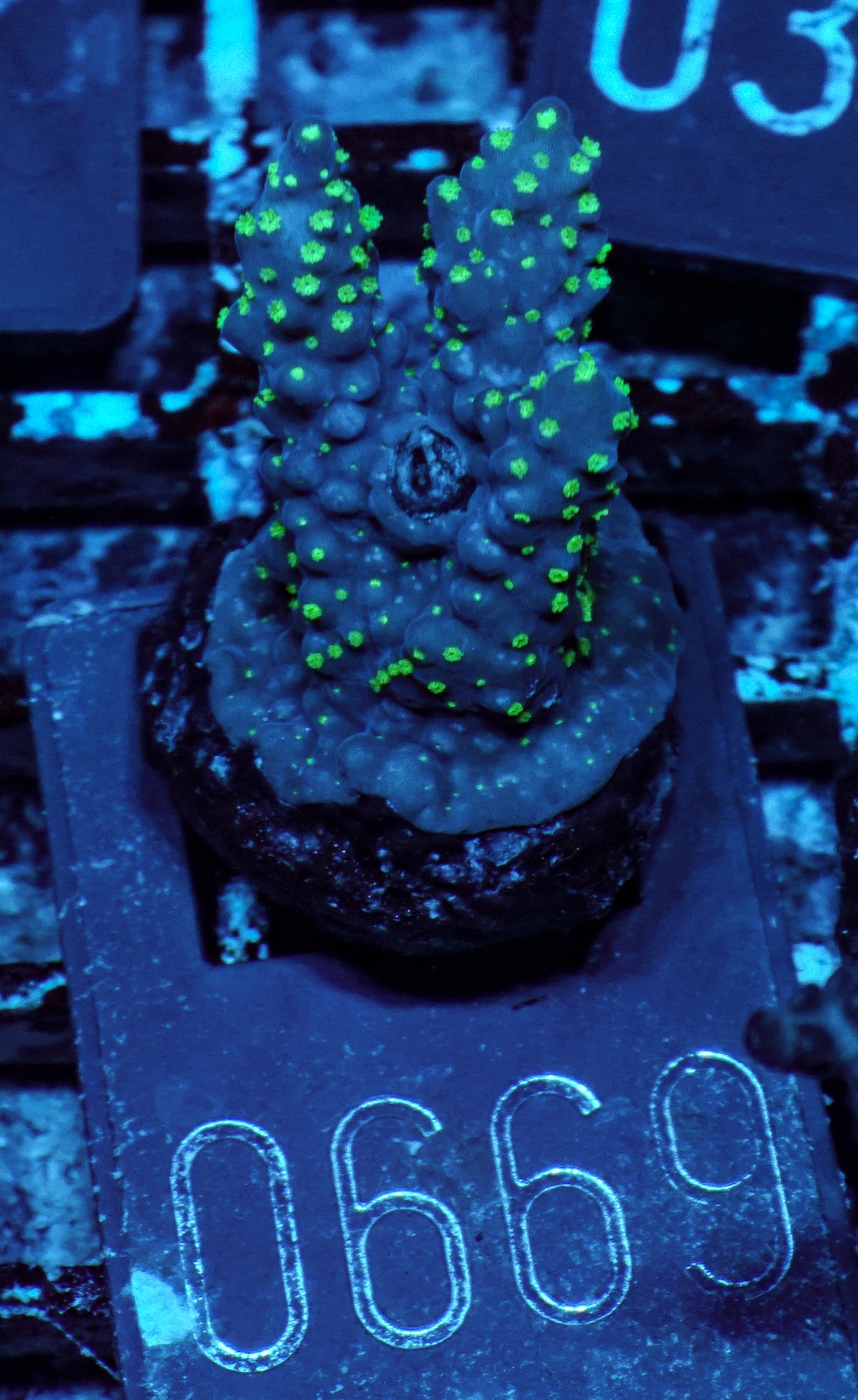 Acropora nana „tricolor“