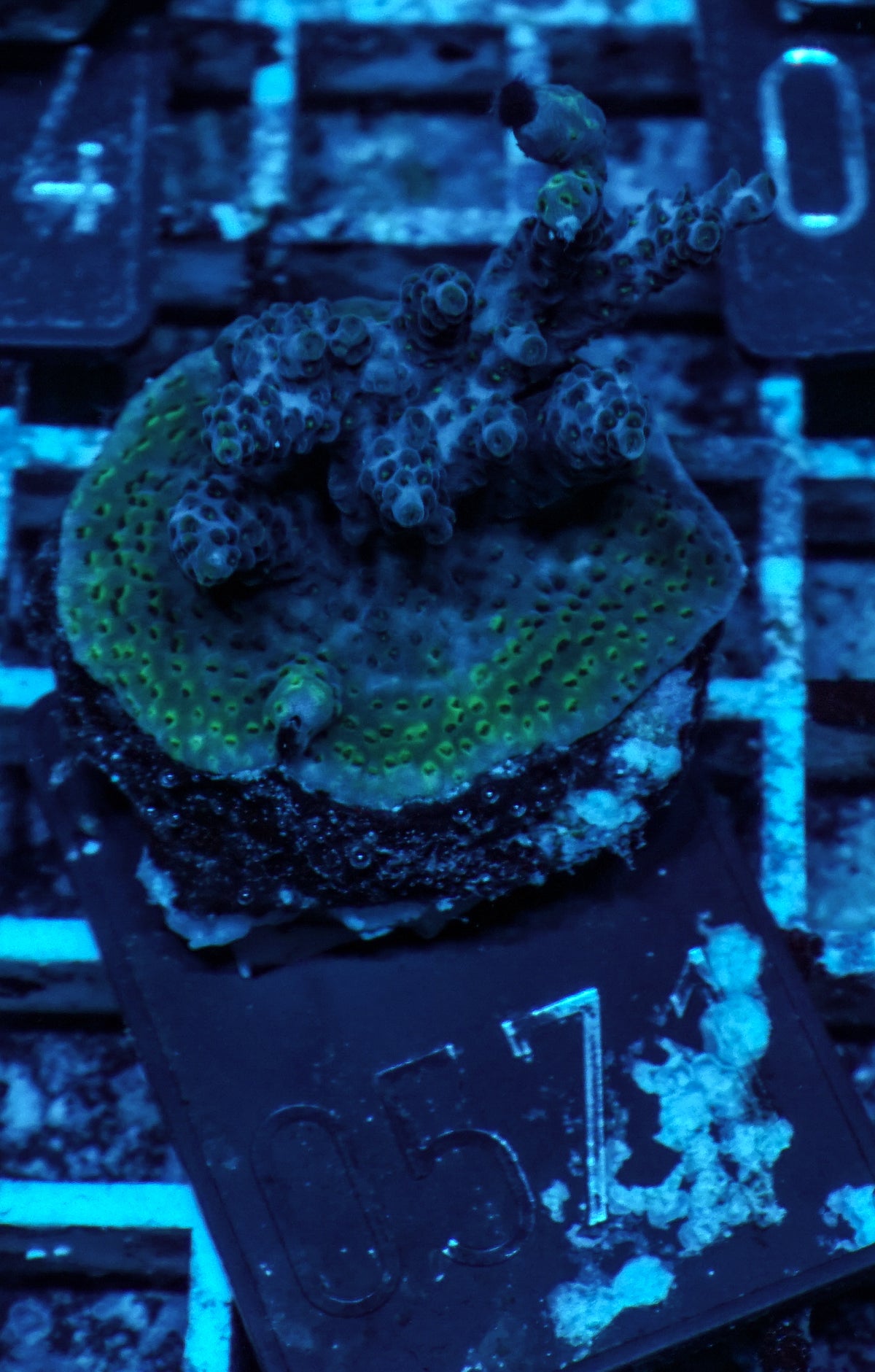 Acropora hyacinthus "pink lady"
