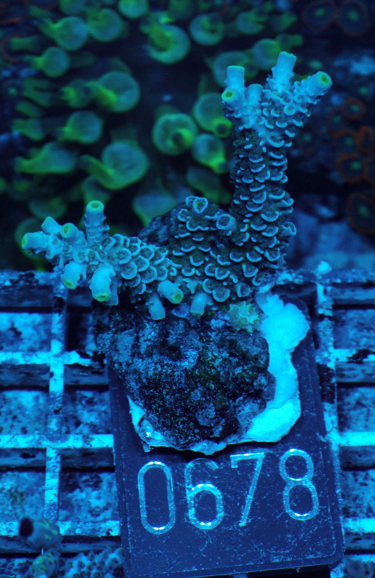 Acropora tenuis “Walt Disney art”
