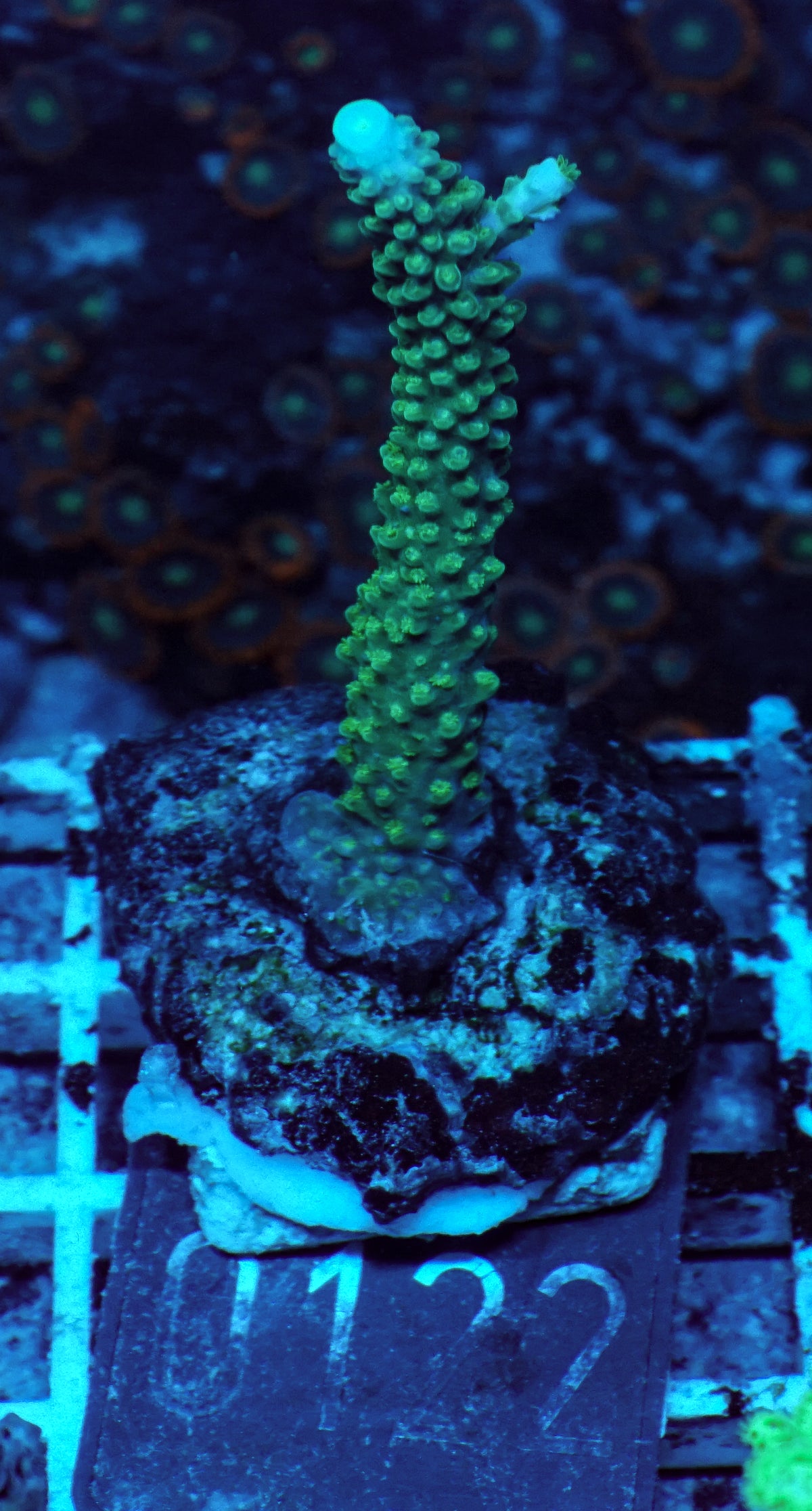 Acropora pulchra "die schöne" - rar und neu!