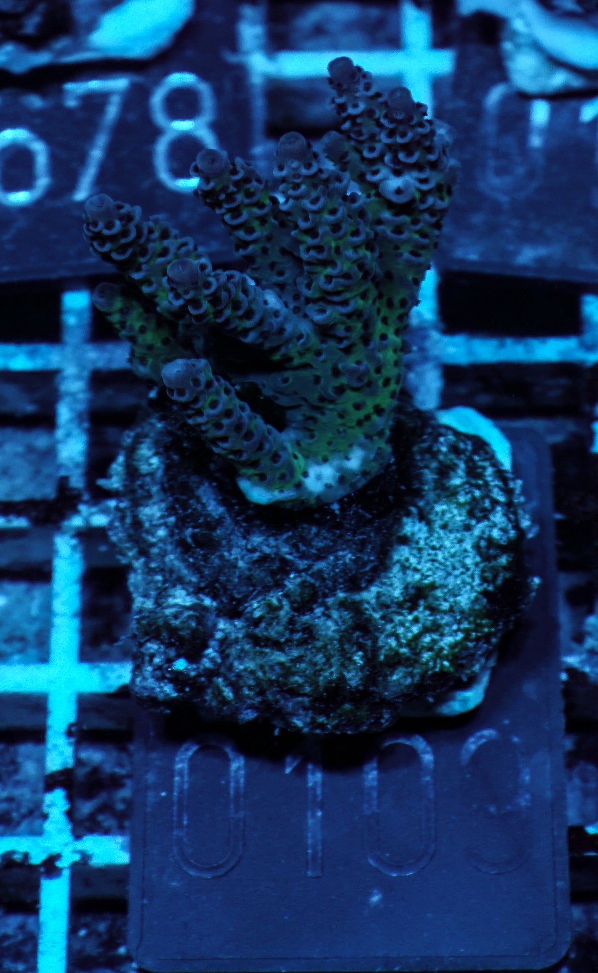 Acropora hyacinthus "red planet"