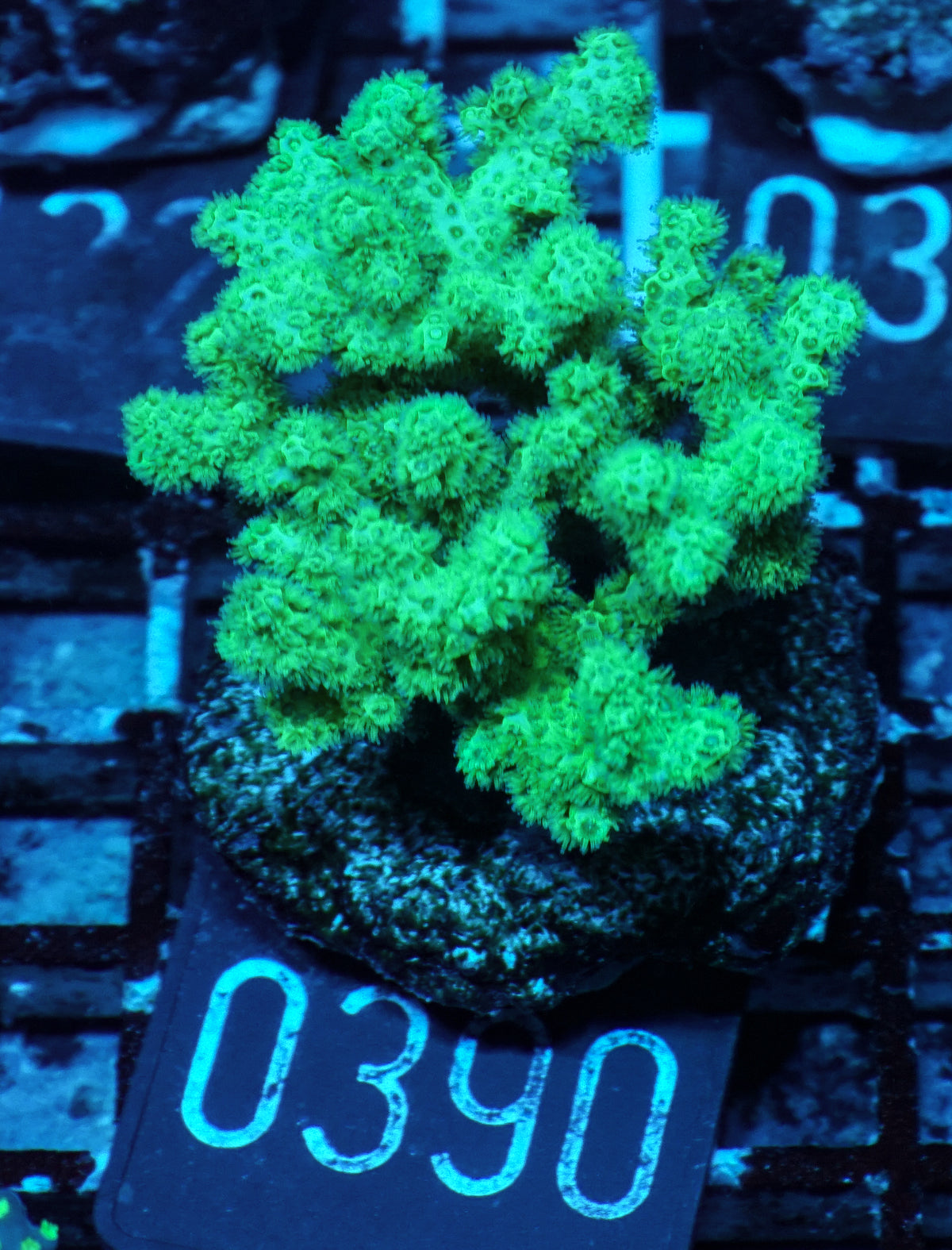 Pocillopora damicornis "grün"