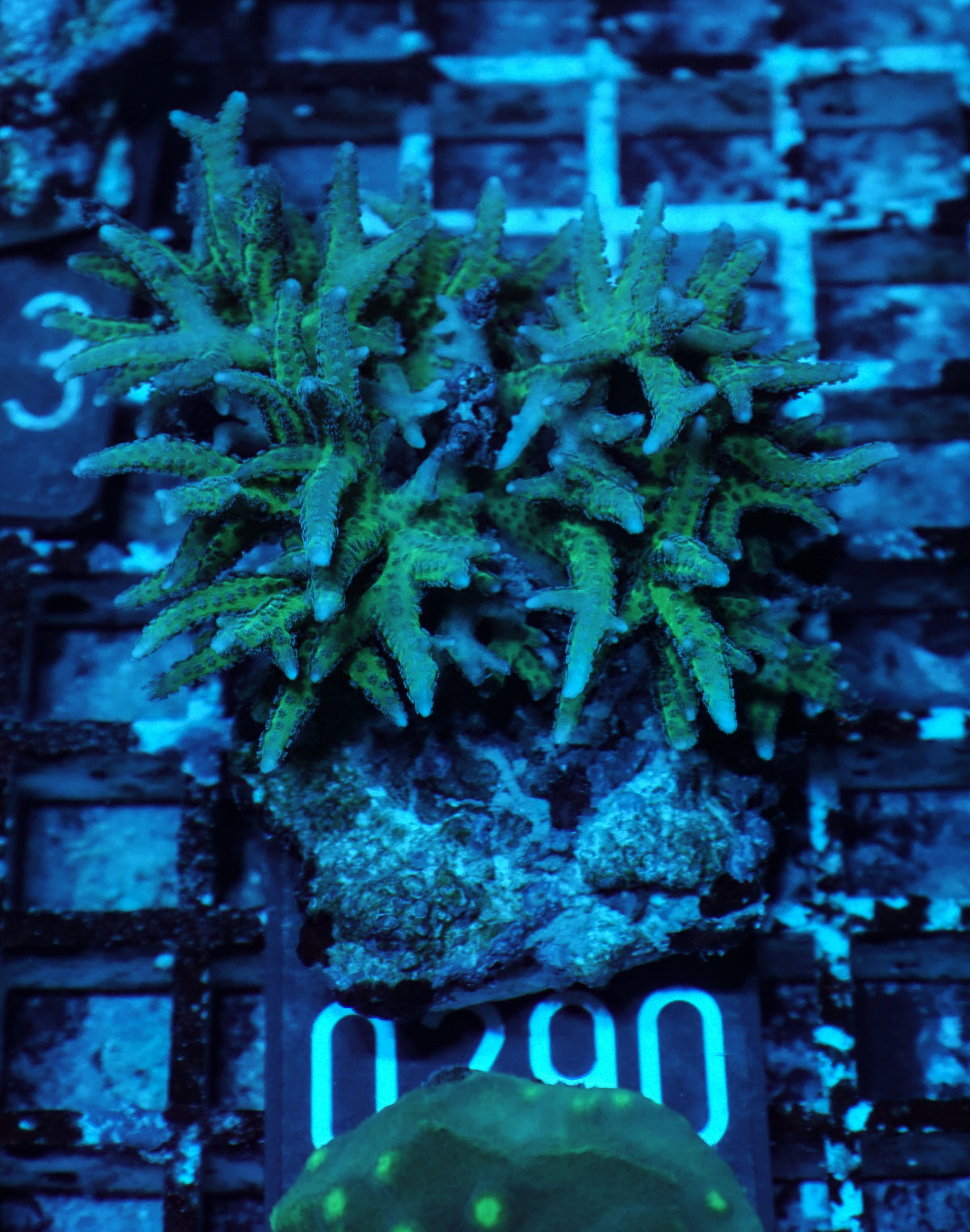 Seriatopora hystix "grün"