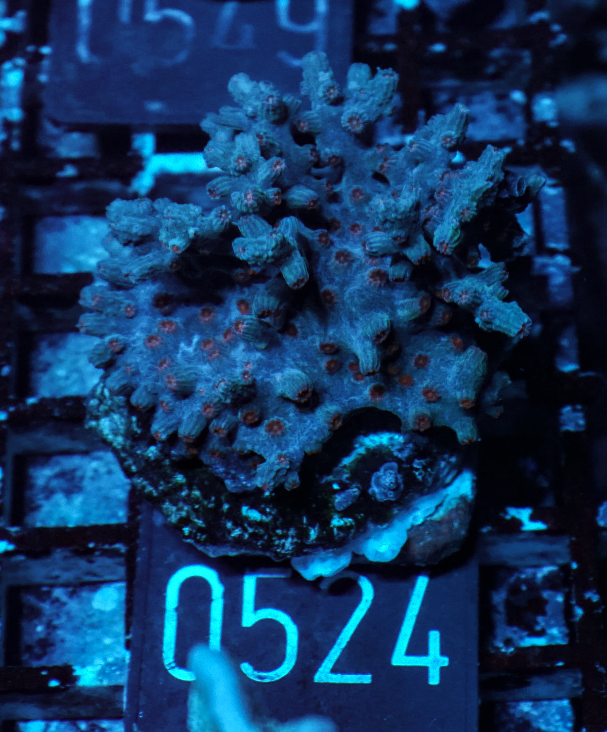 Cyphastrea decadia
