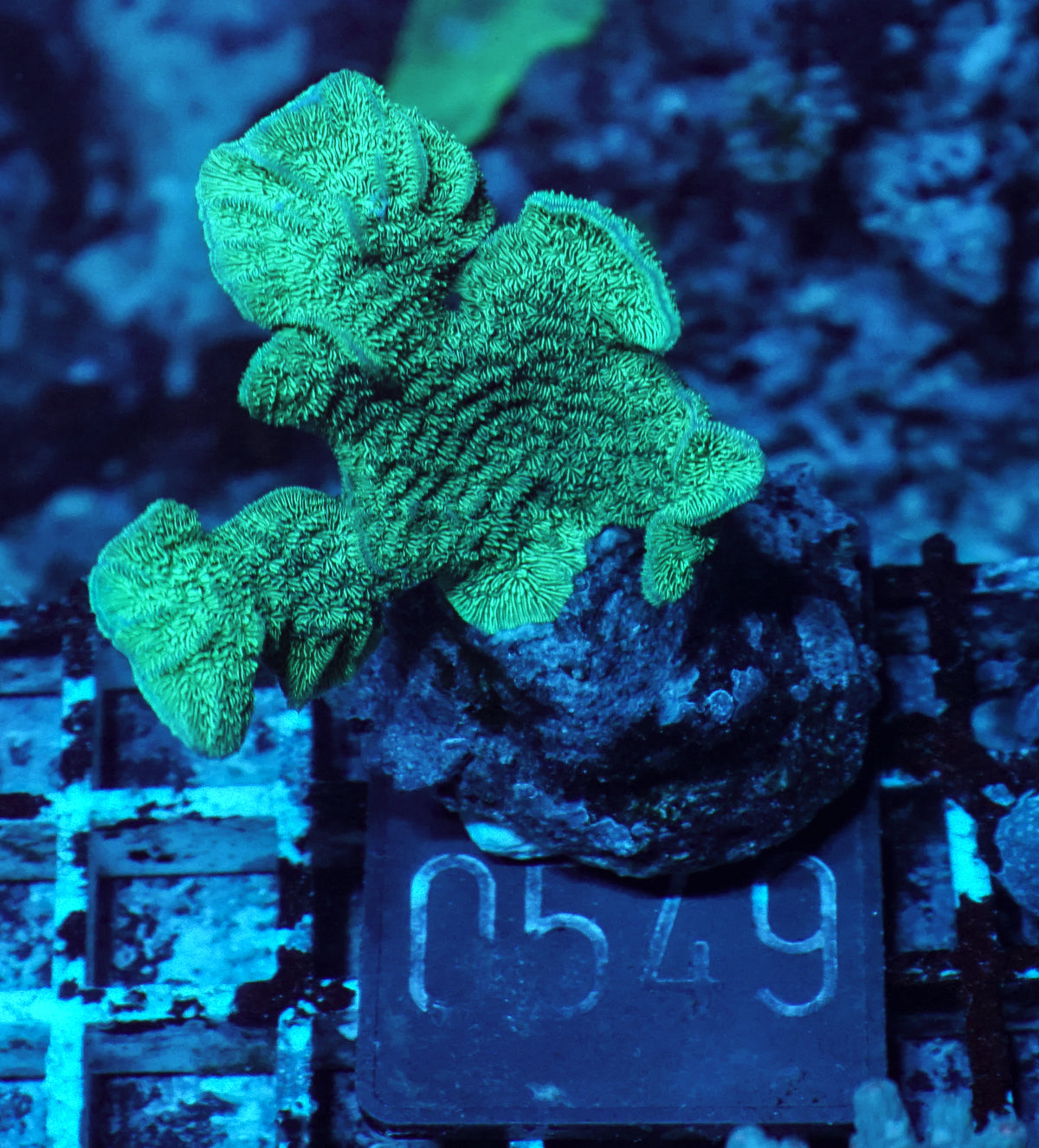 Pavona decussata