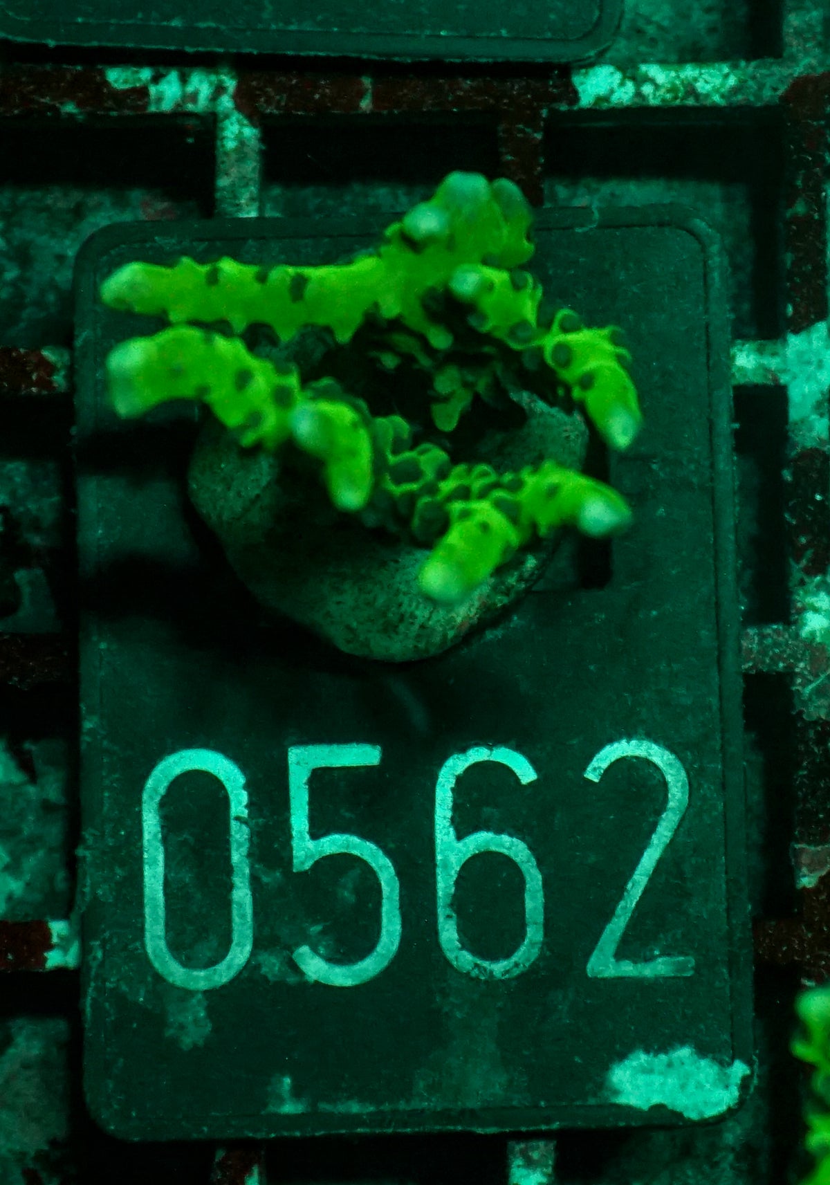 Anacropora forbesi  "rare"