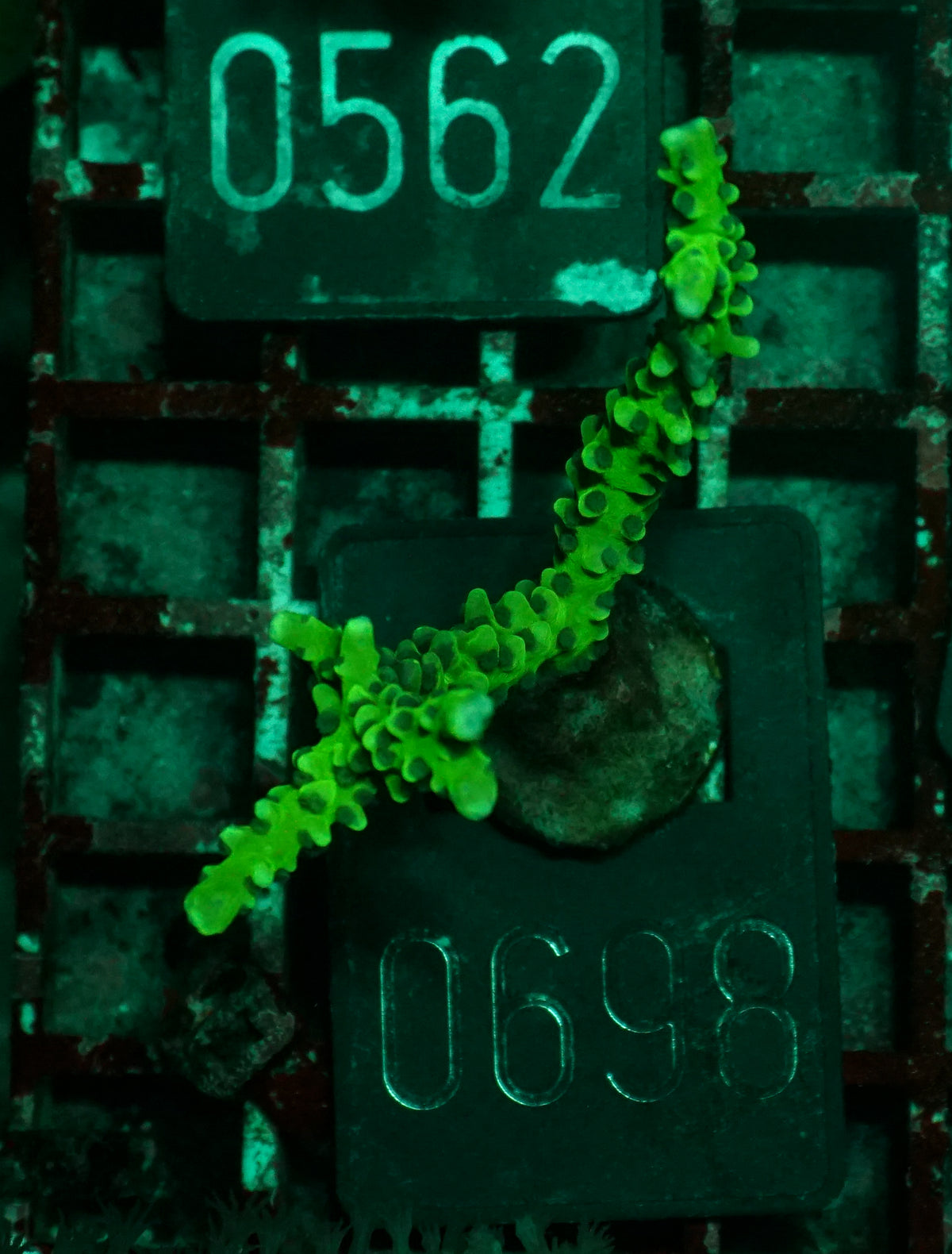Anacropora forbesi  "rare"