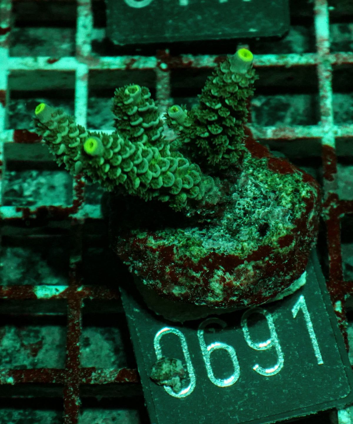 Acropora tenuis “Walt Disney art”