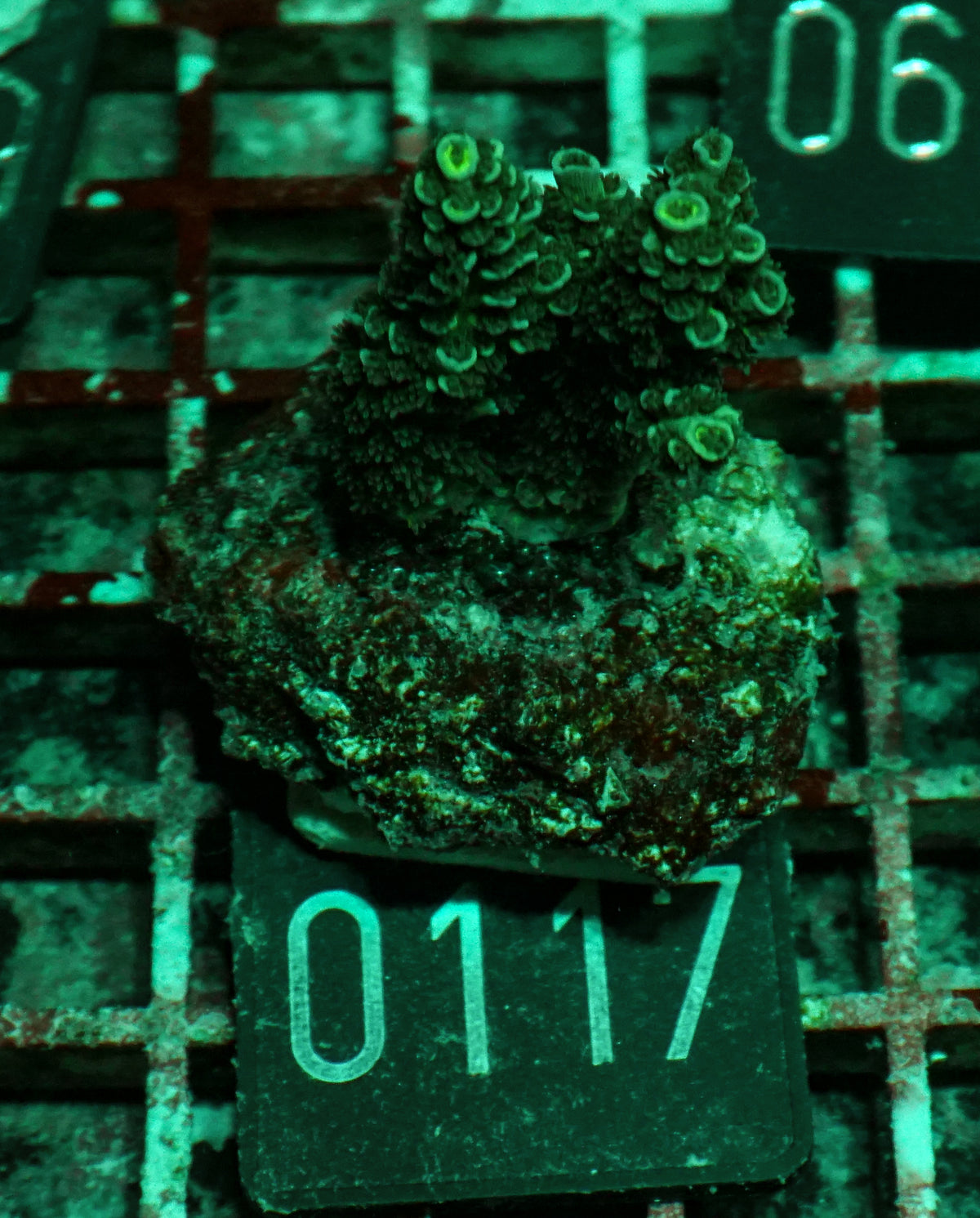 Acropora tenuis “Walt Disney art”
