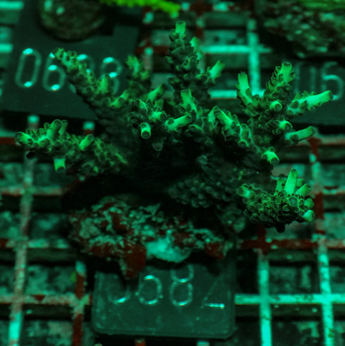 Acropora massawensis „false strawberry-shortcake"