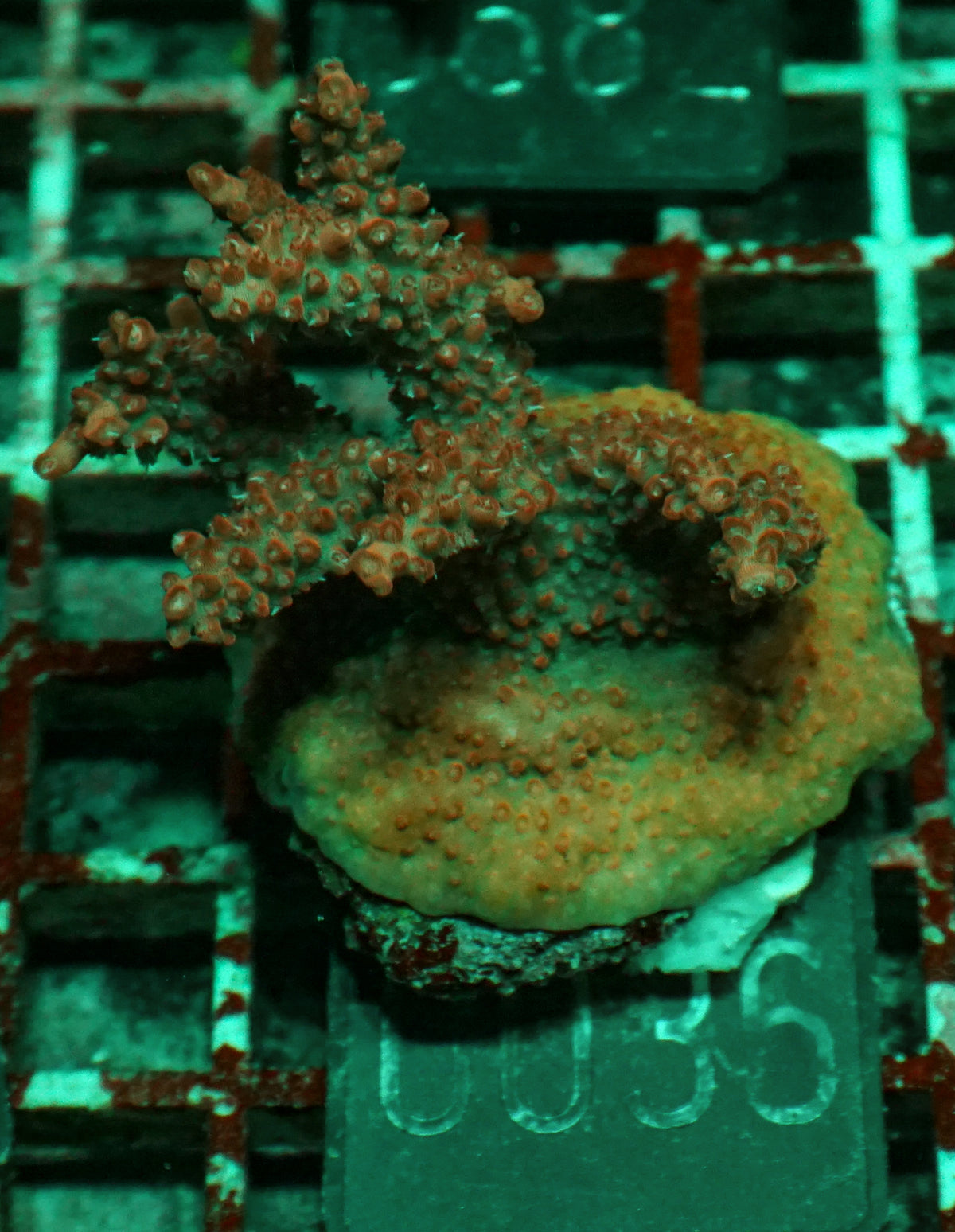Acropora sp. "red devil"