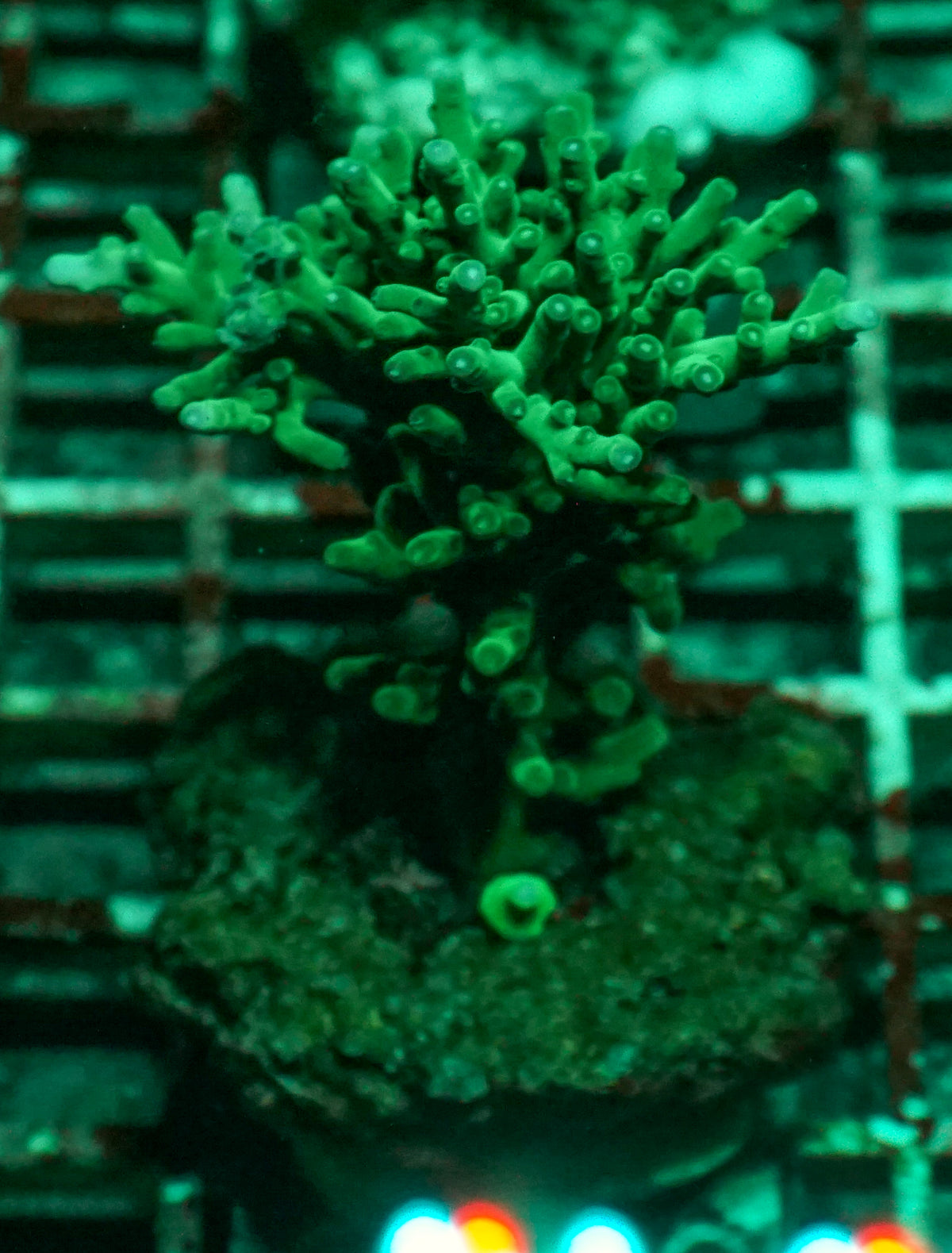 Acropora echinata