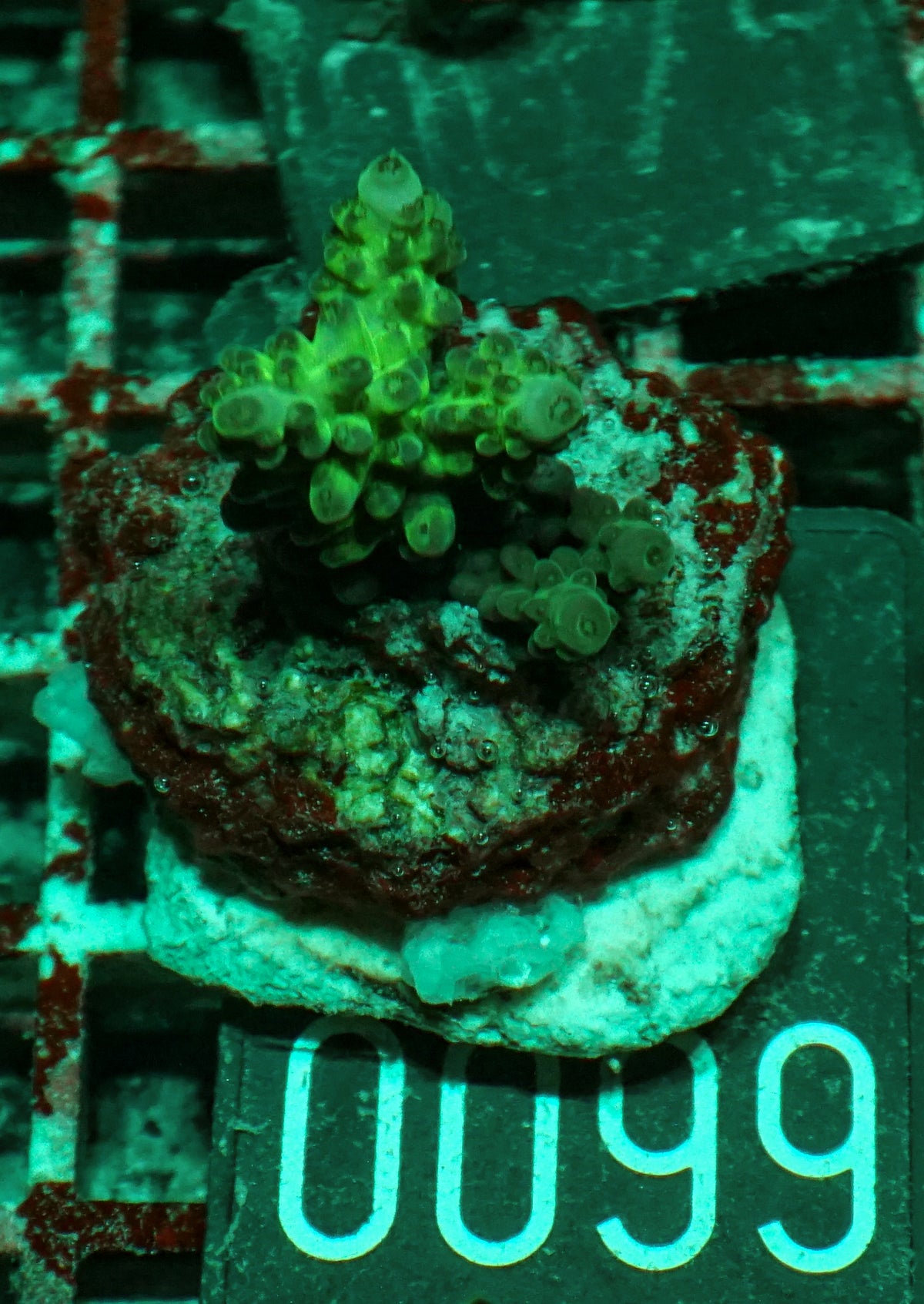 Acropora sp. "Ronnies dream" - rare