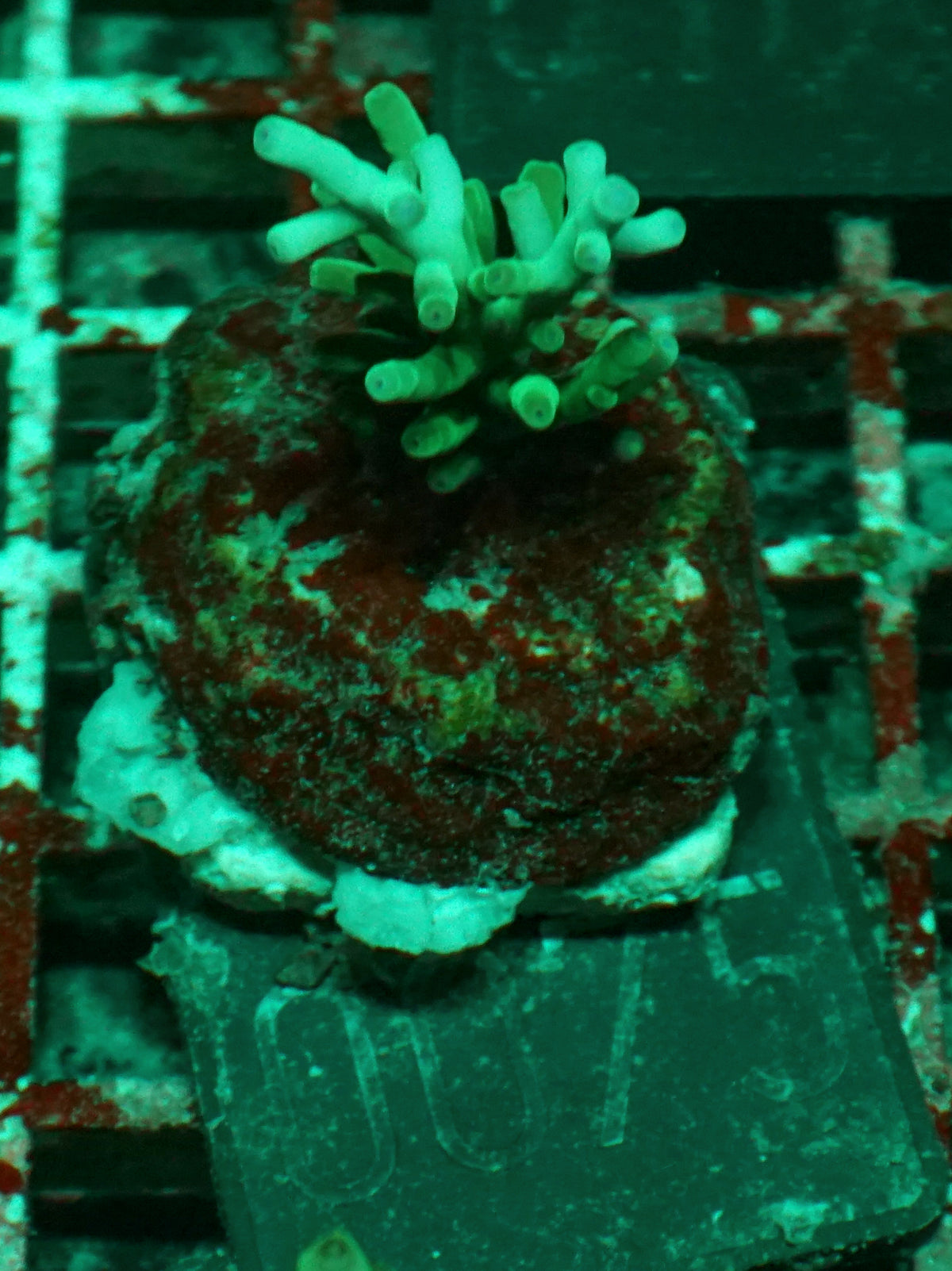 Acropora echinata