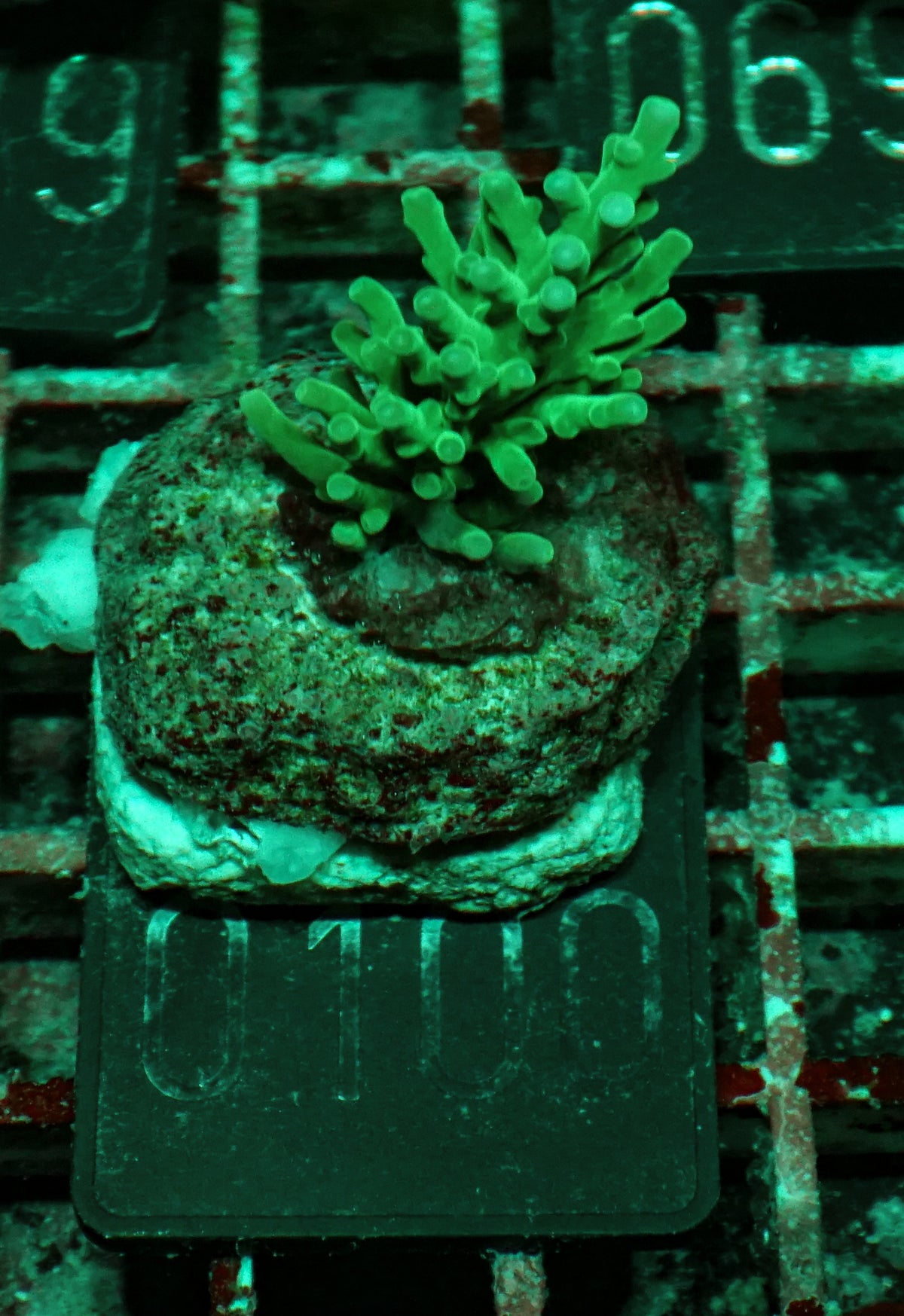 Acropora echinata