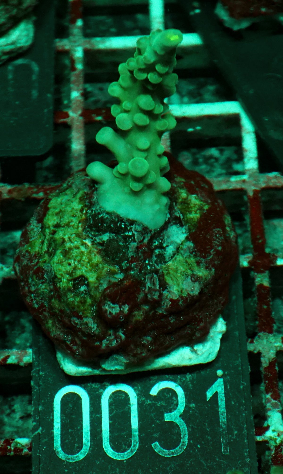 Acropora austera “golden age”