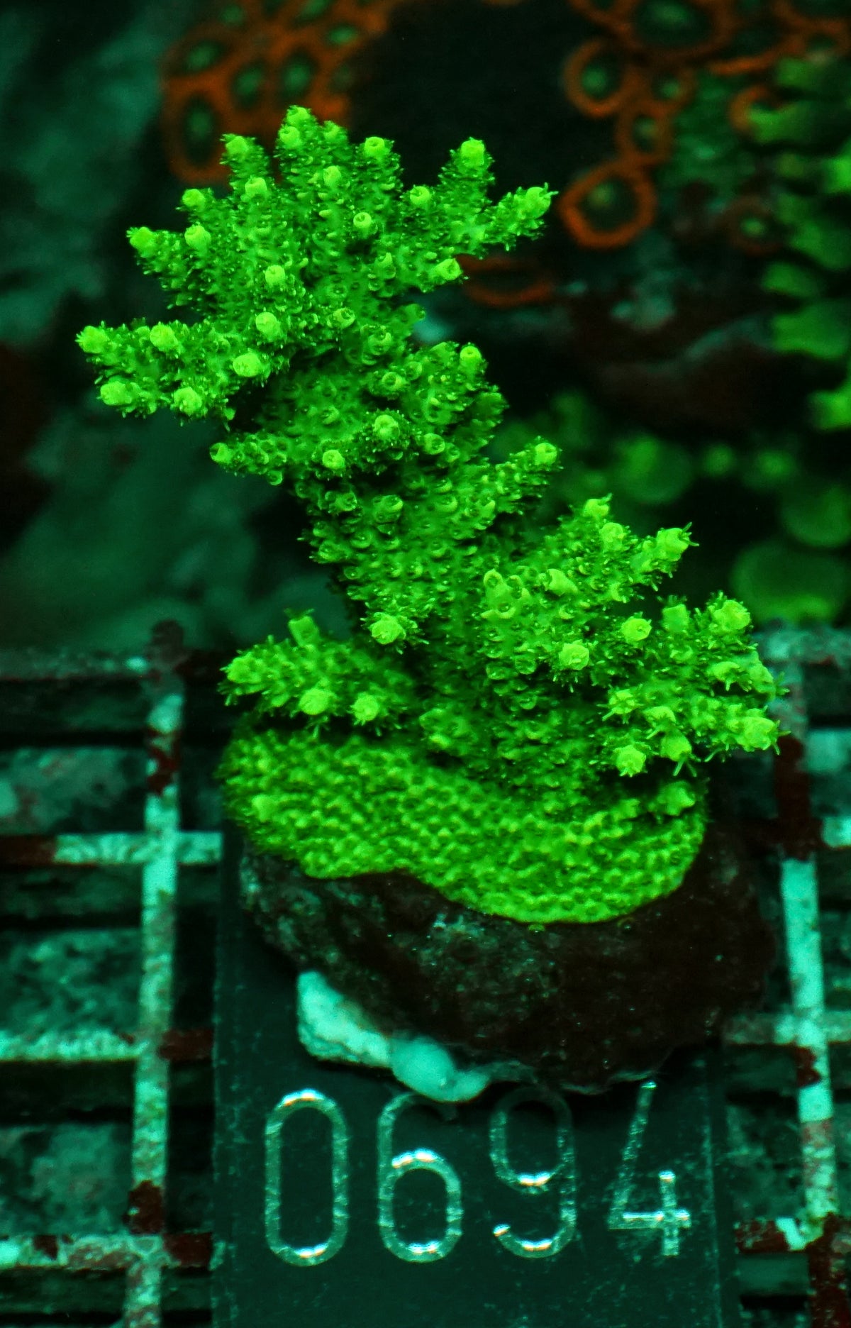 Acropora hyacinthus „green forest“