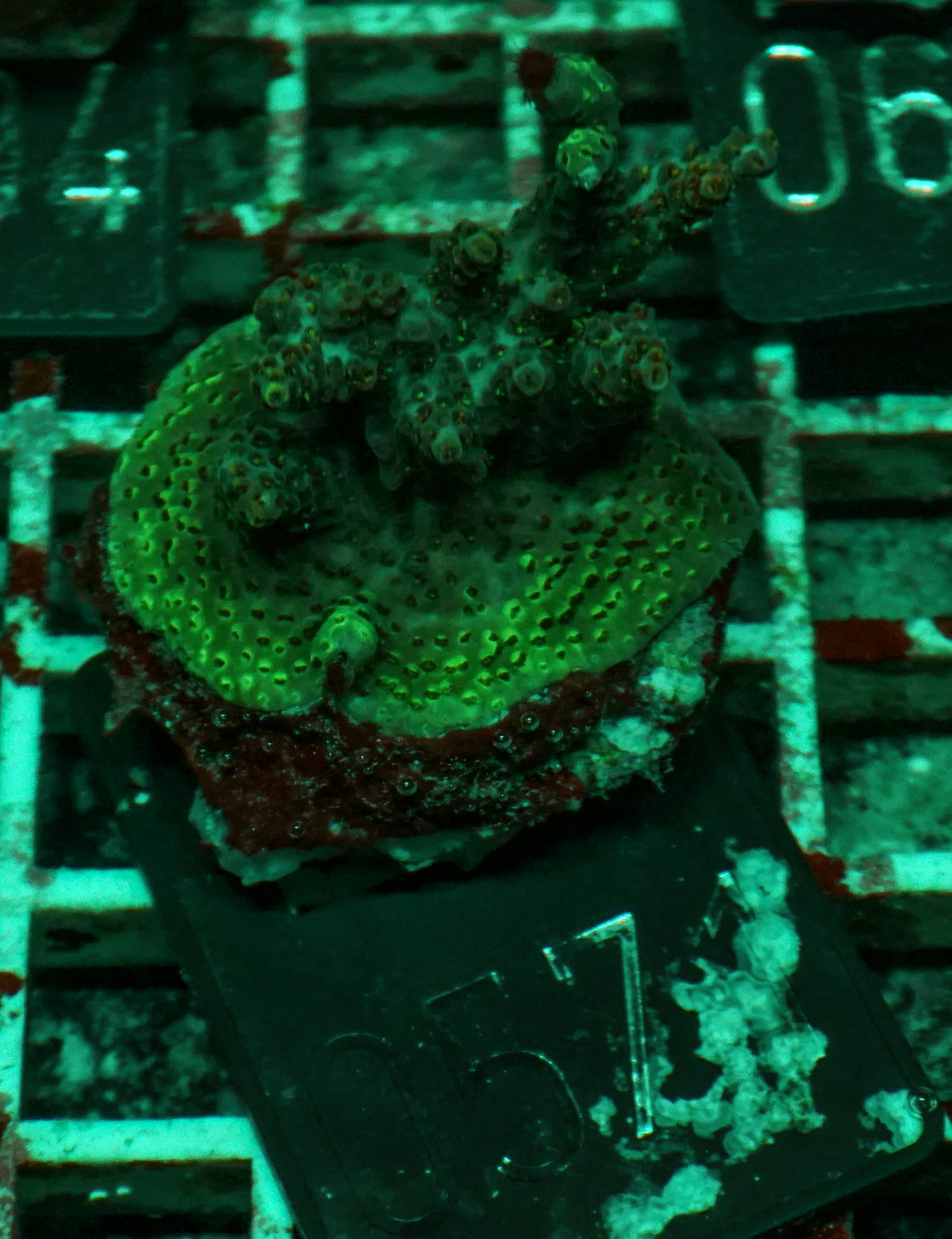 Acropora hyacinthus "pink lady"