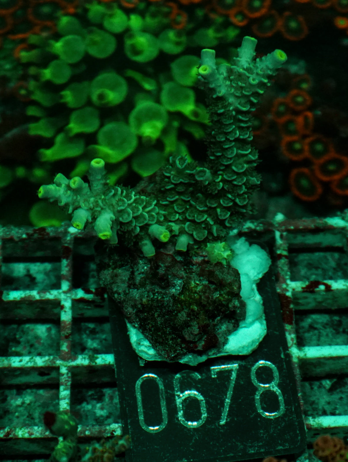 Acropora tenuis “Walt Disney art”