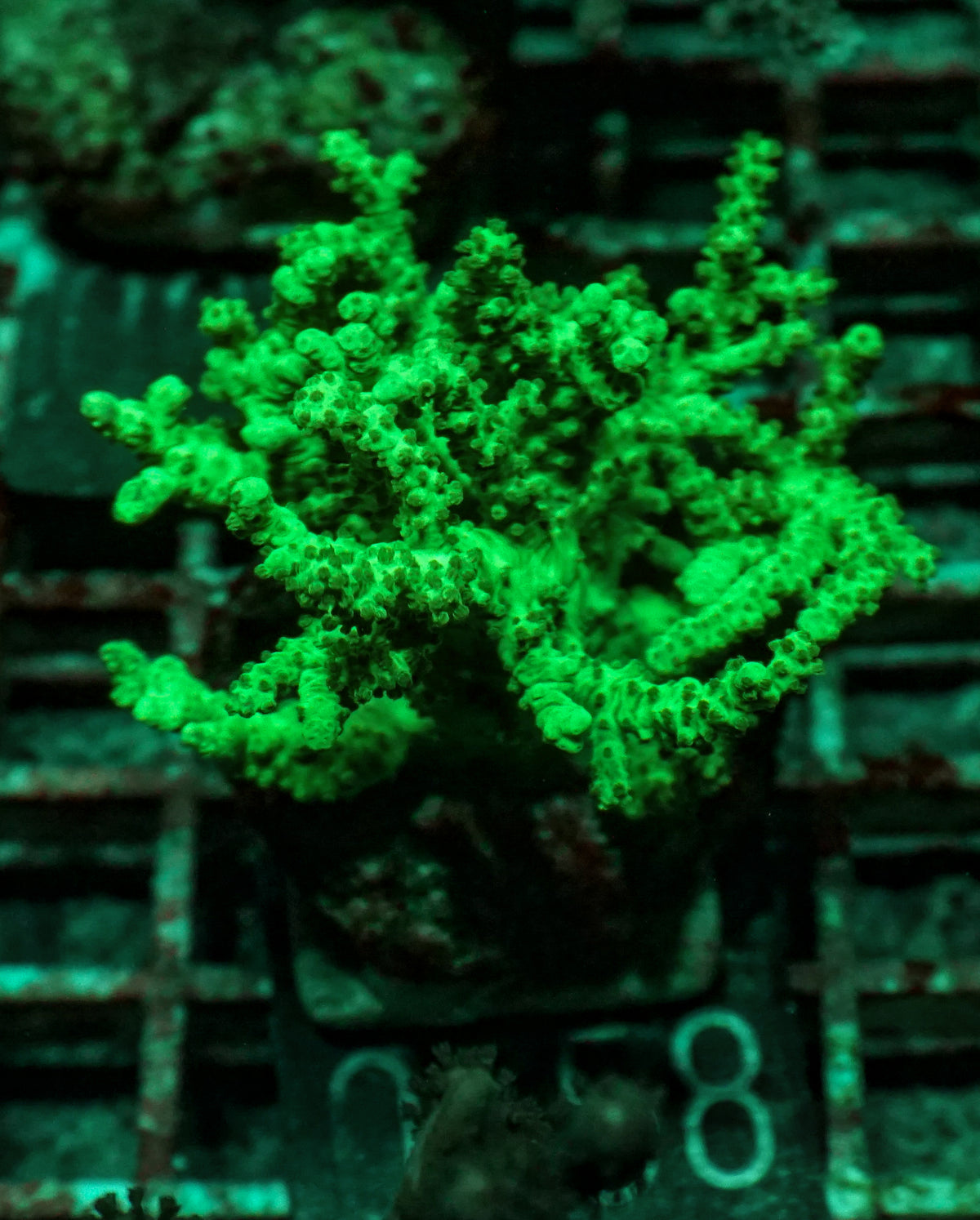 Sinularia/ Sclerophytum sp. "giftgrün"