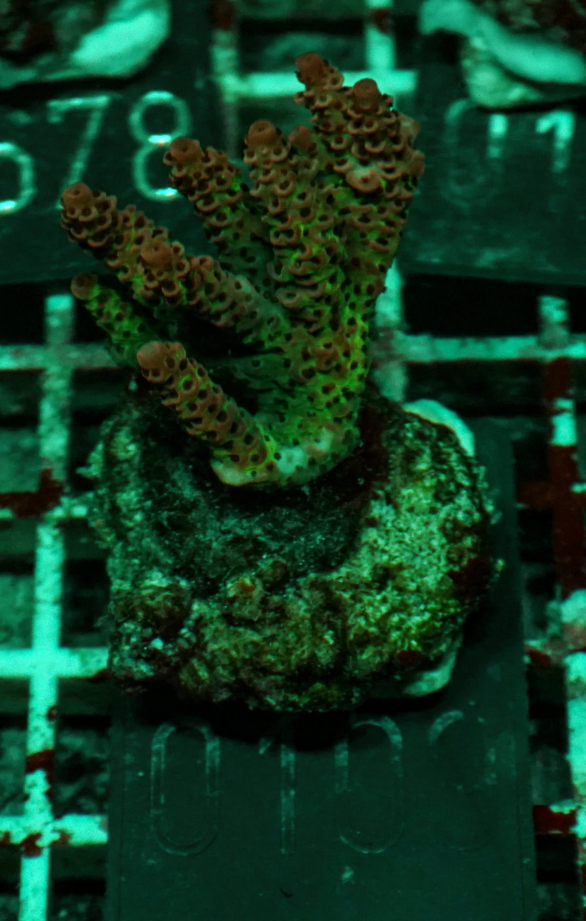 Acropora hyacinthus "red planet"