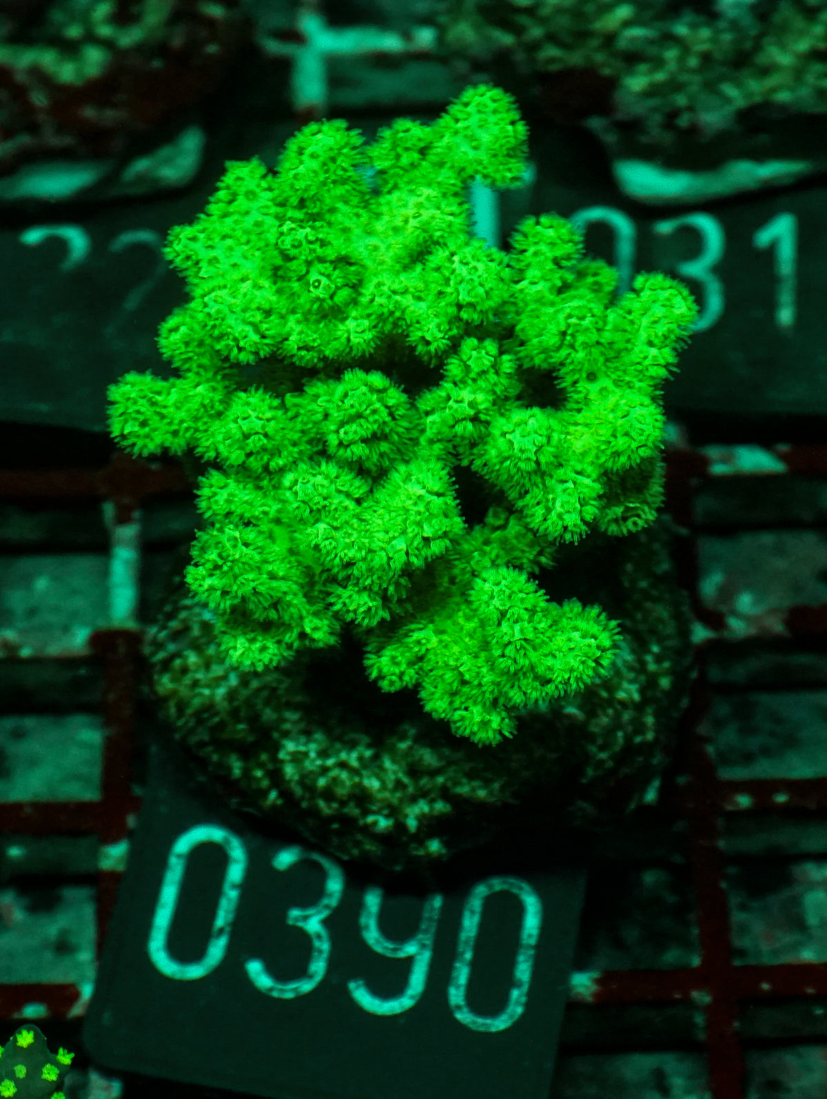 Pocillopora damicornis "grün"