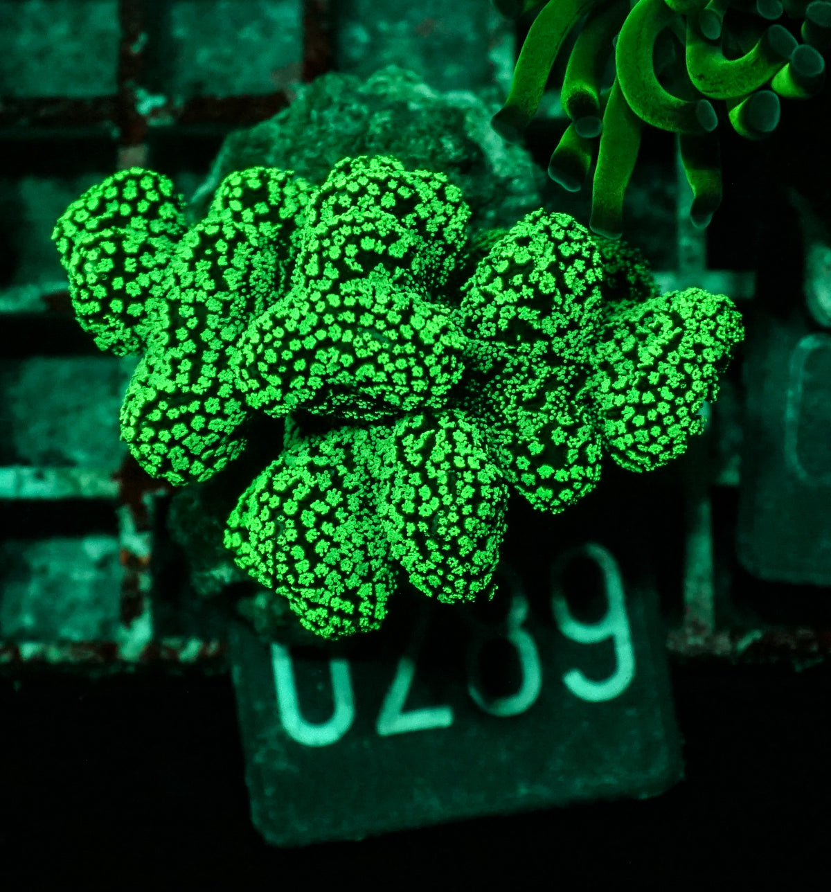 Stylophora pistillata "green"