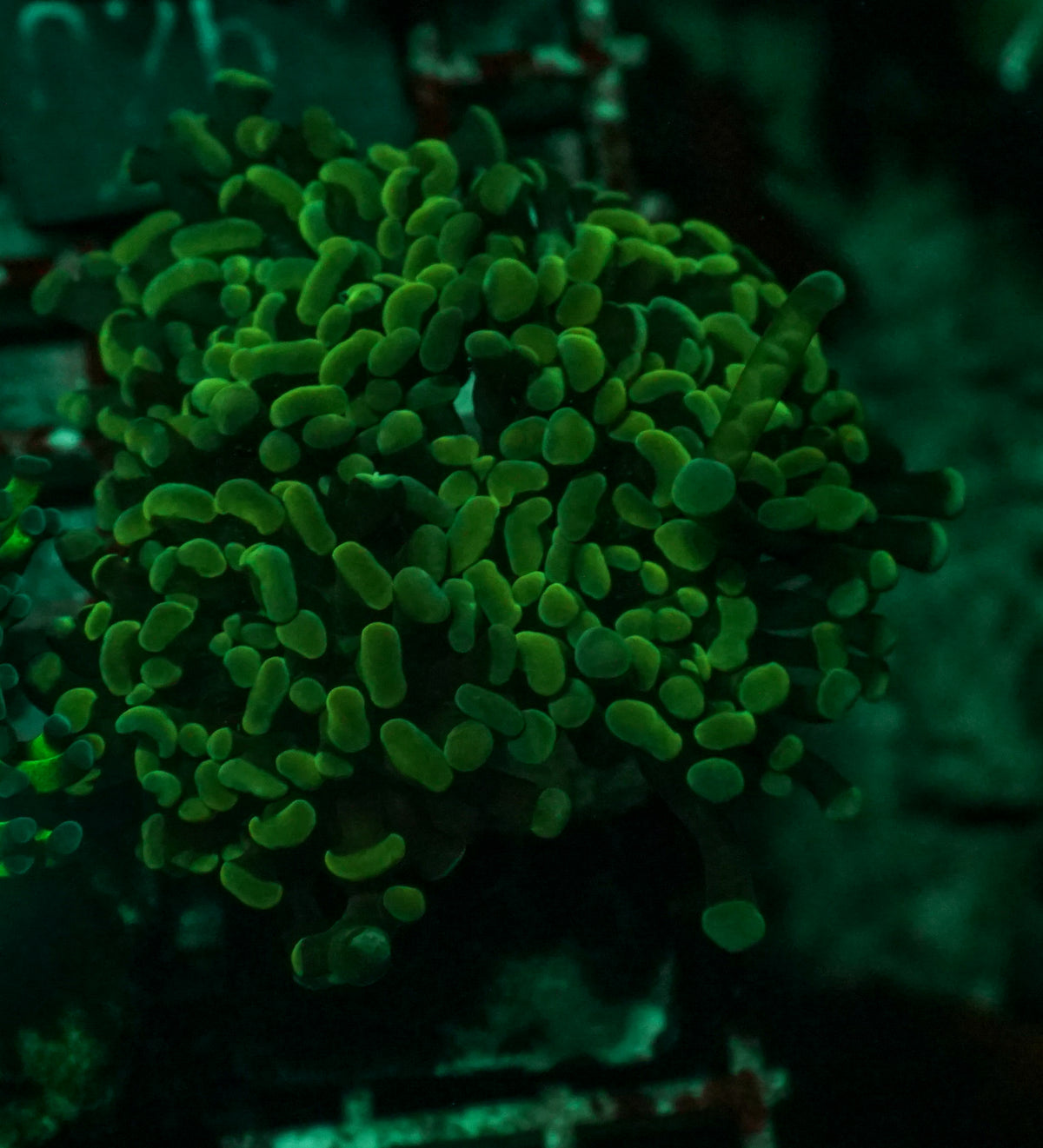 Euphyllia/Fimbriaphyllia paraancora "indo nugget"