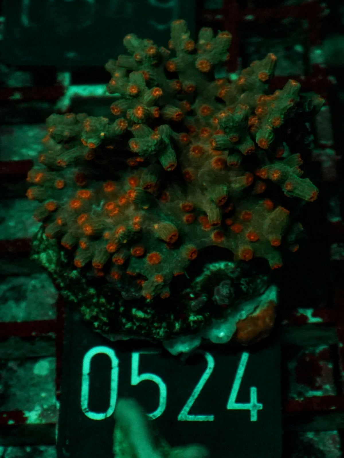 Cyphastrea decadia