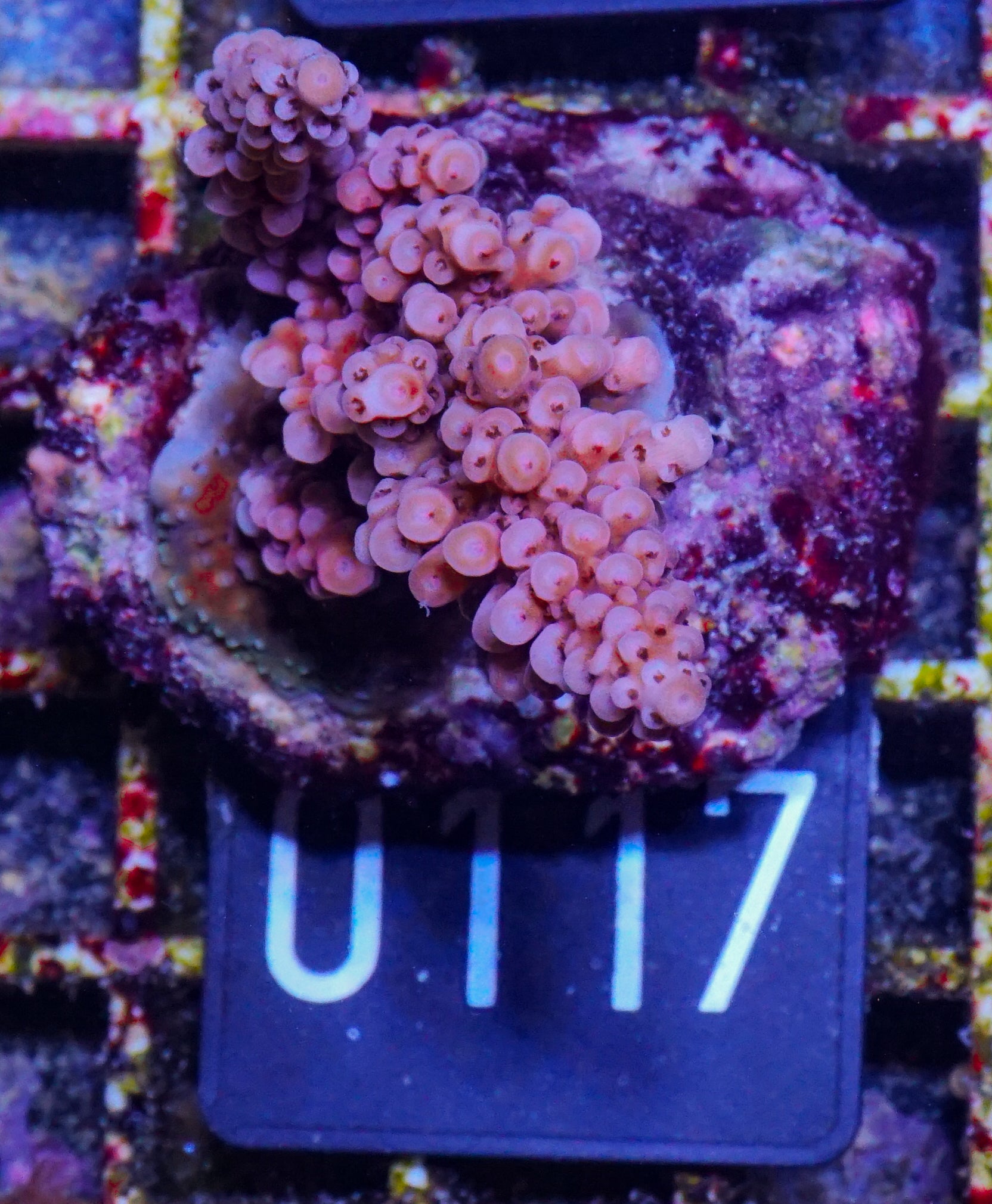 Acropora vermiculata „red jacket“