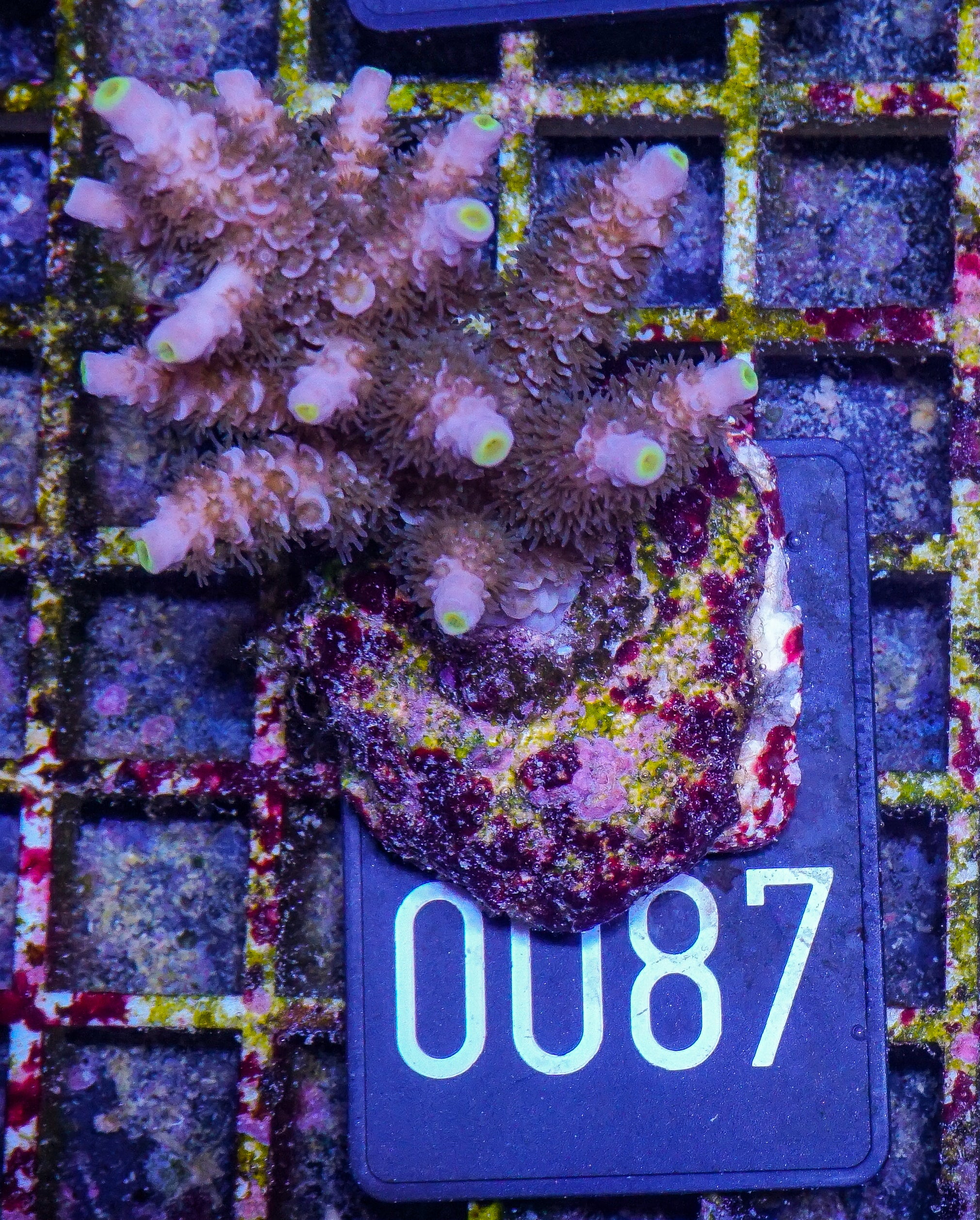 Acropora tenuis „Walt Disney art“