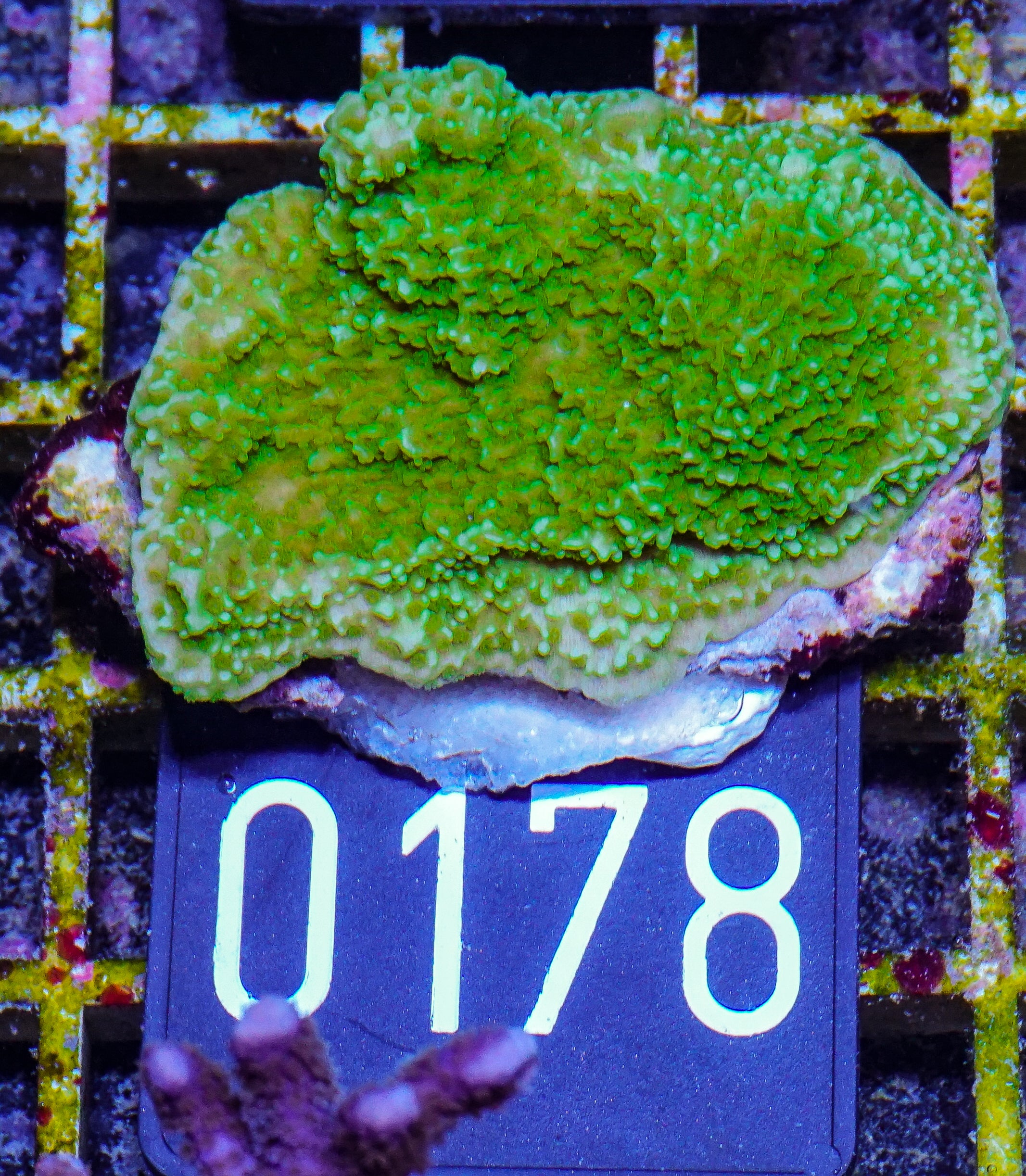 Montipora foliosa