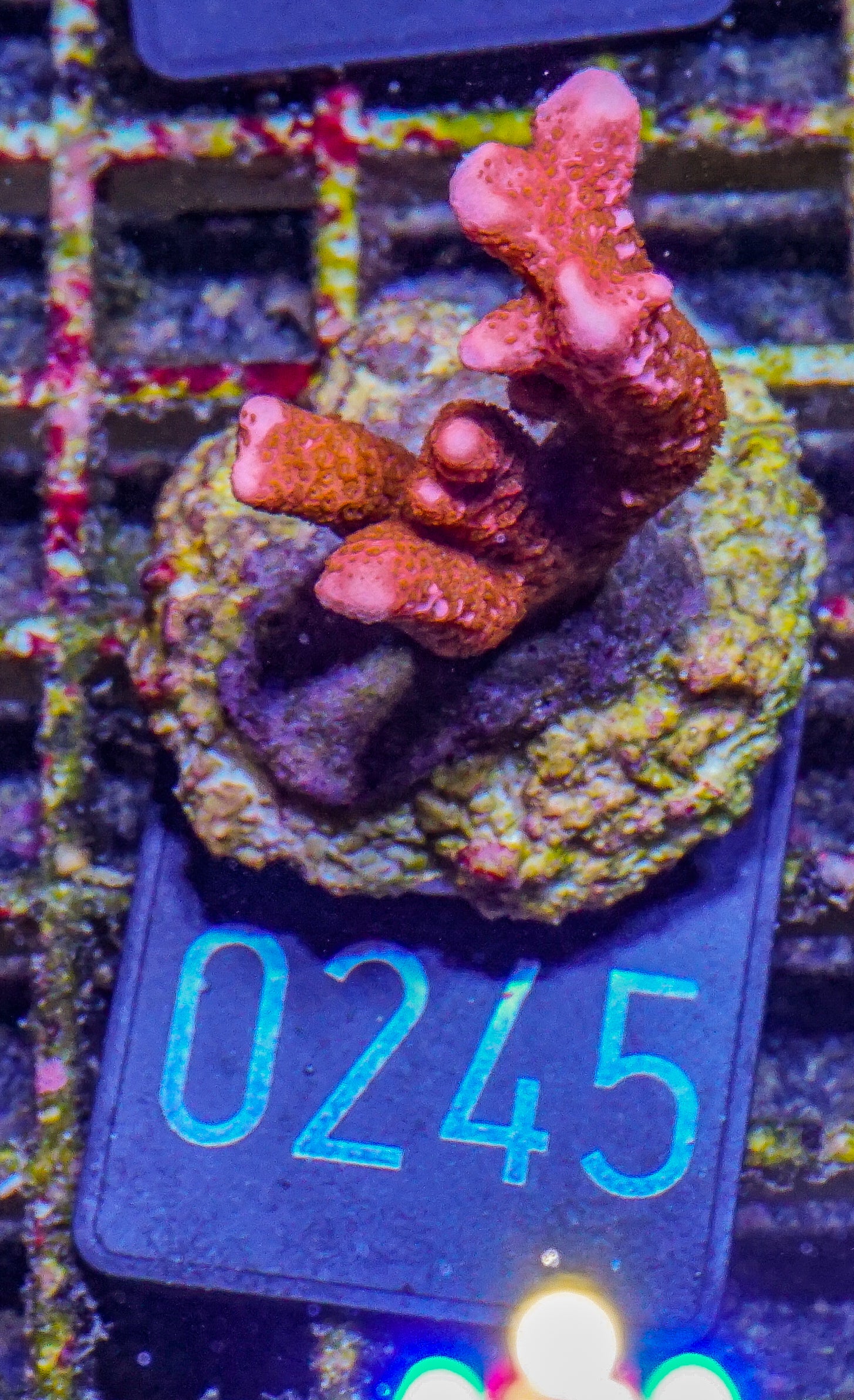 Montipora digitata rot