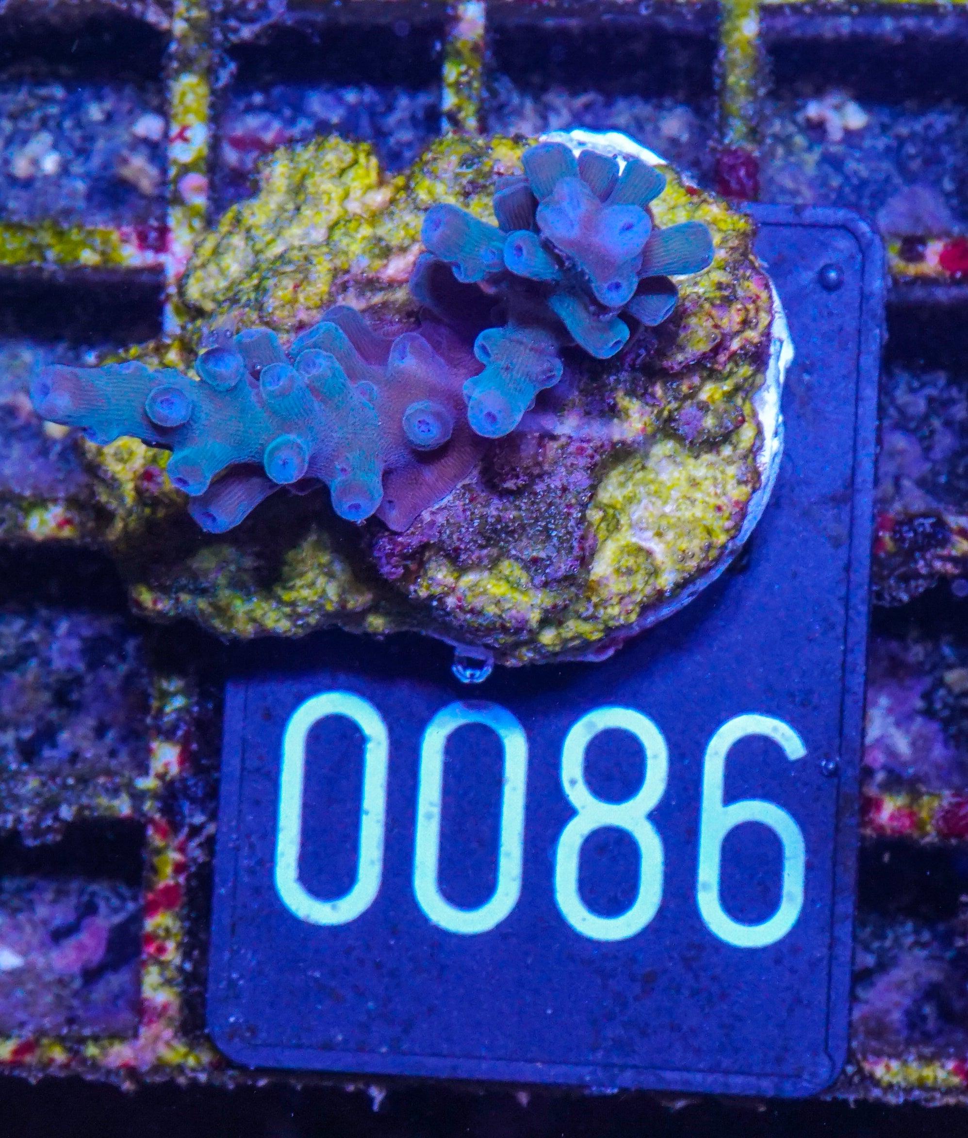 Acropora speciosa