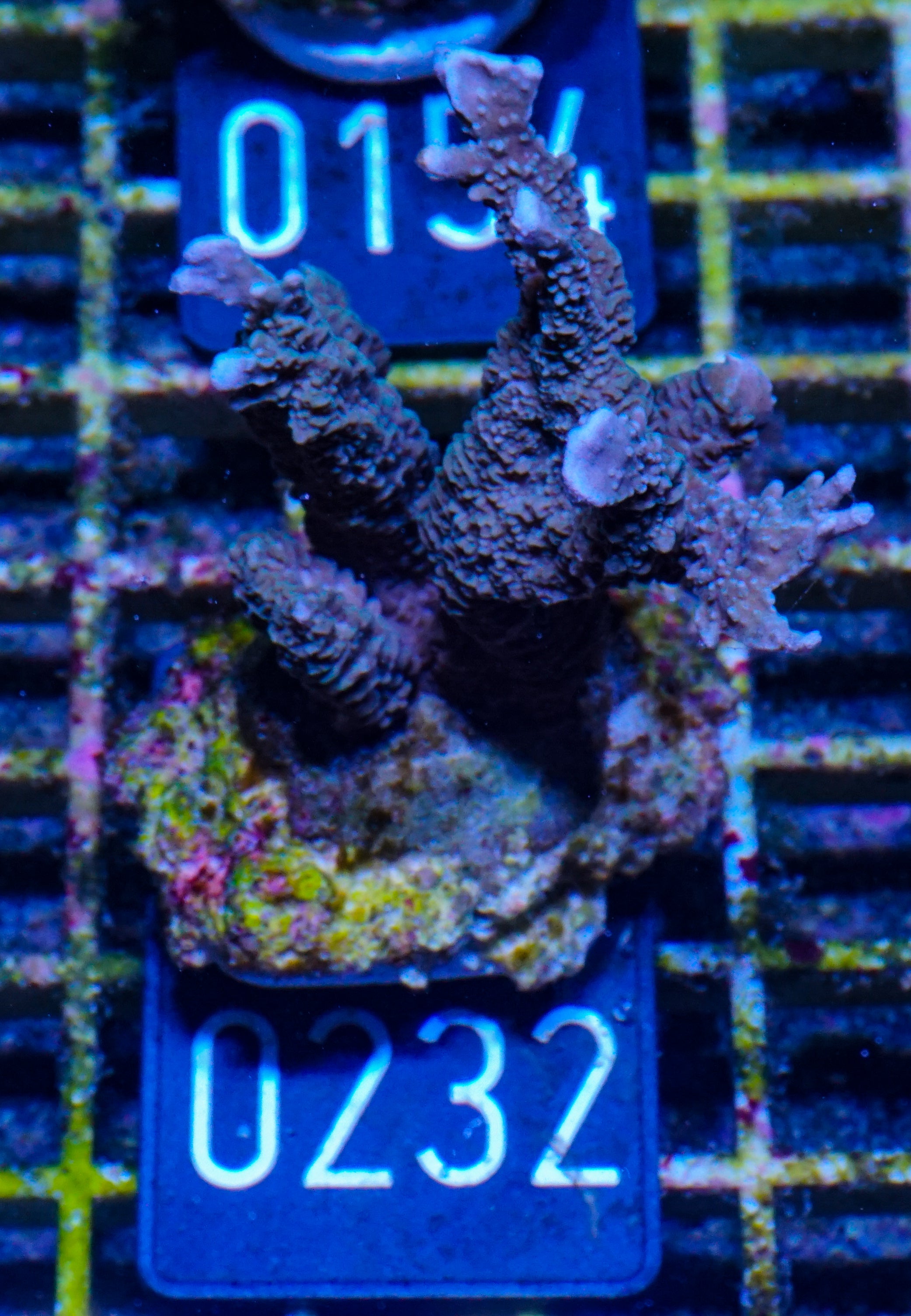 Montipora stellata "blau"