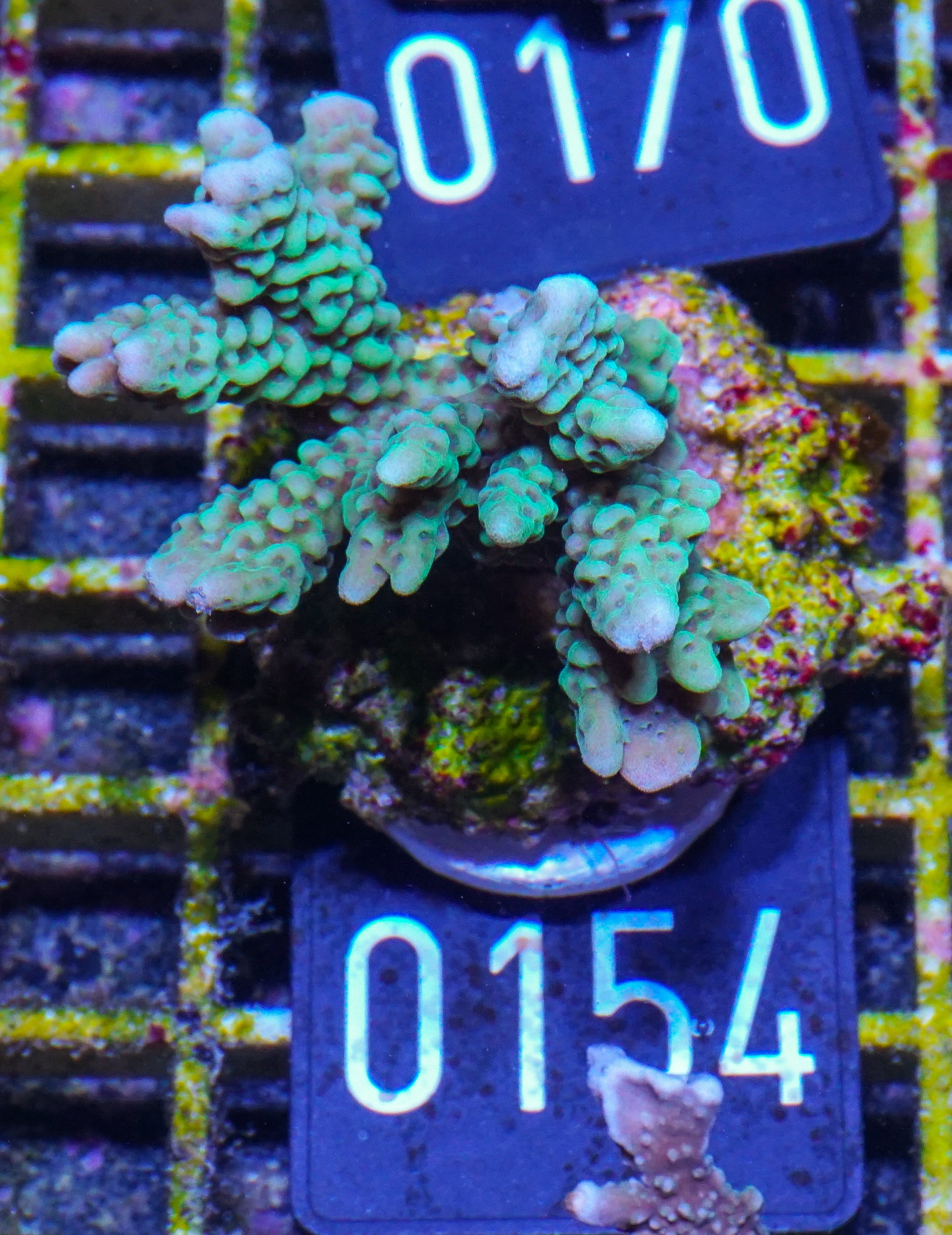 Montipora capitata