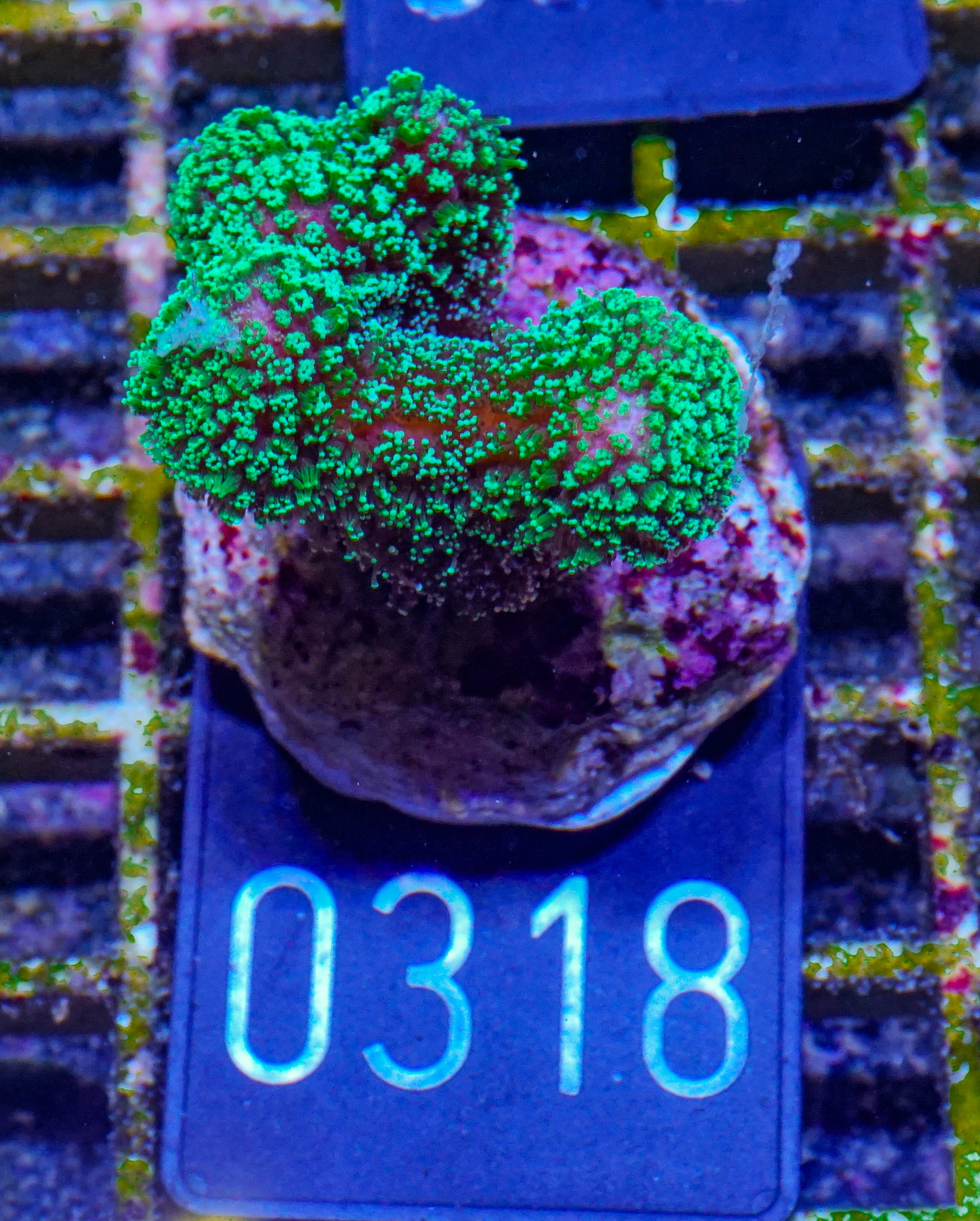 Stylophora pistillata "green"