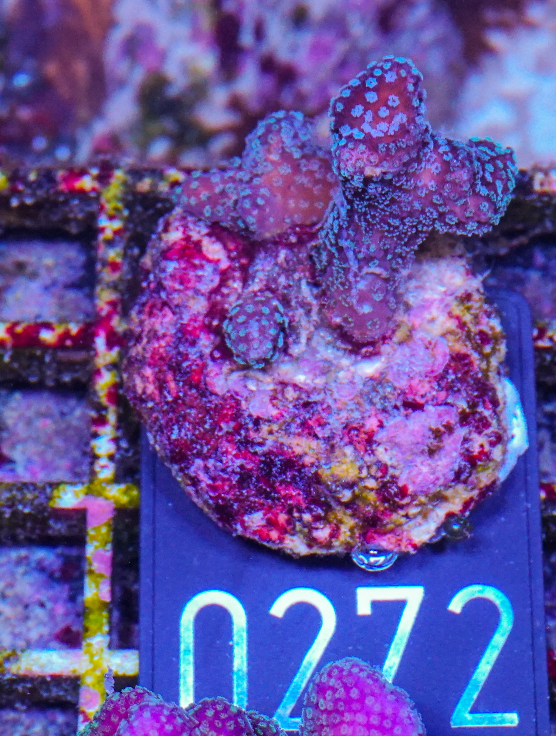 Stylophora pistillata "pink - white tips"